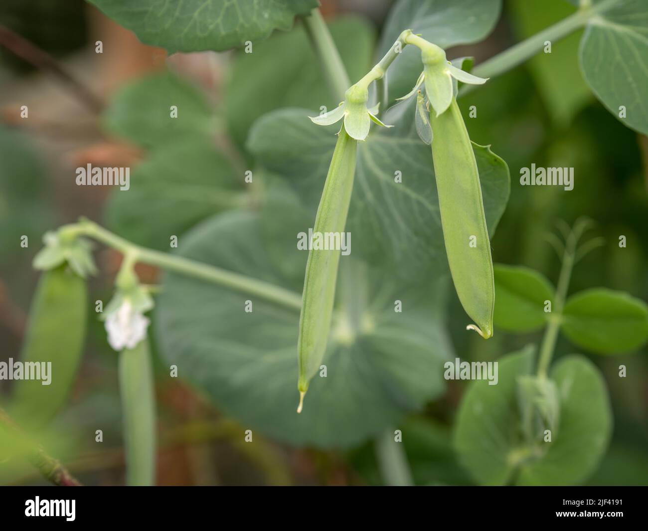 Organic green peas, not yet swollen, with lacewing insect of the order Neuroptera. Stock Photo