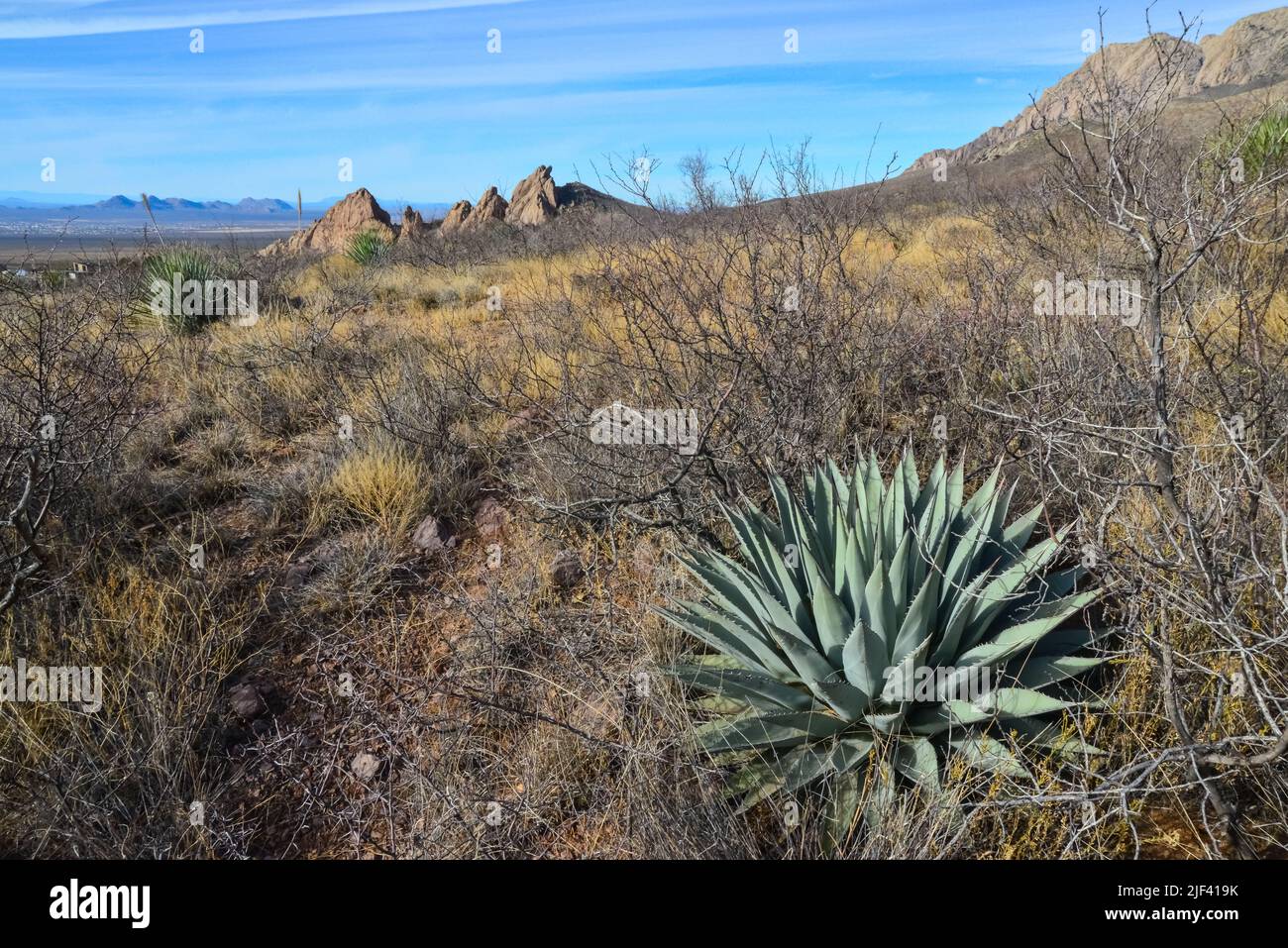 Desert landscape with dry plants, in the foreground is large Agave, New Mexico, USA Stock Photo