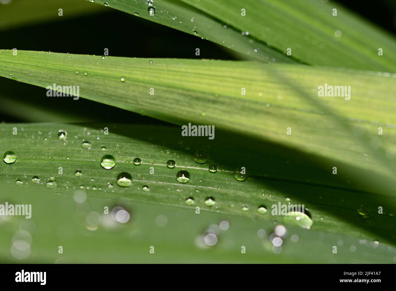 Water droplets on grass Stock Photo