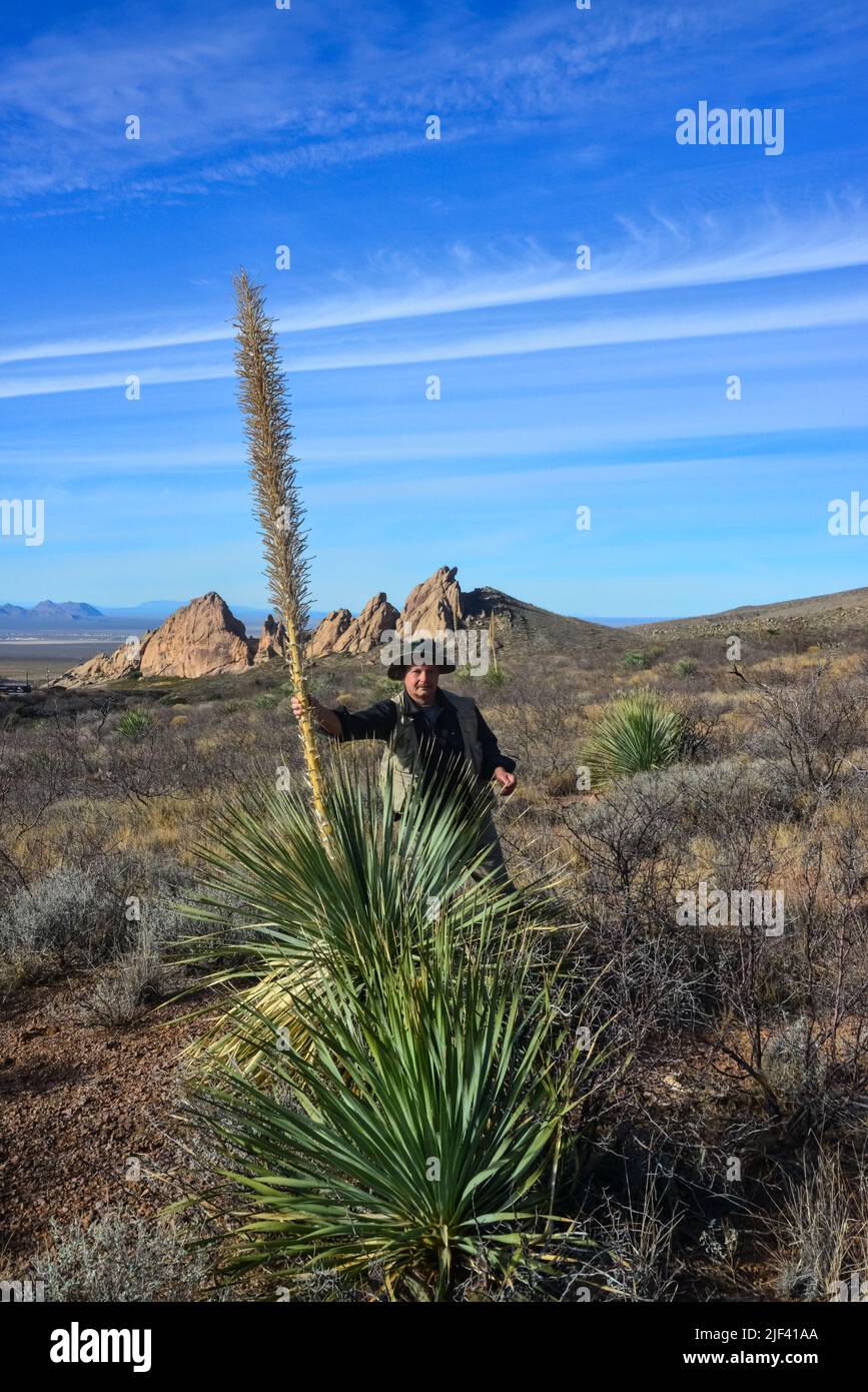 Hiker near a large blooming yucca against a blue sky in the background mountains, New Mexico USA Stock Photo