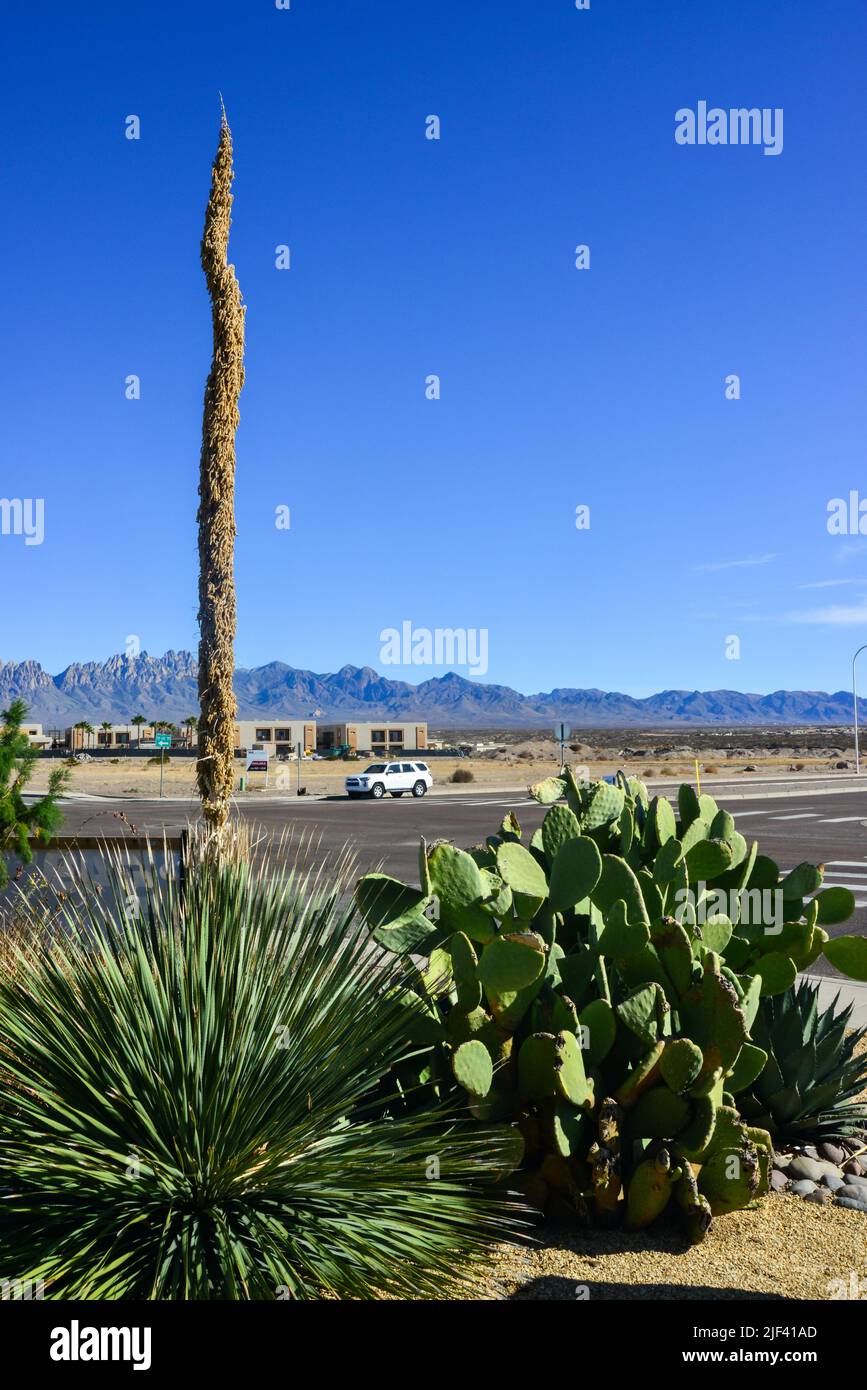 USA, NEW MEXICO - NOVEMBER 23, 2019: Opuntia sp. cactus and Yucca sp. in landscape design near a road in a small town in New Mexico, USA Stock Photo