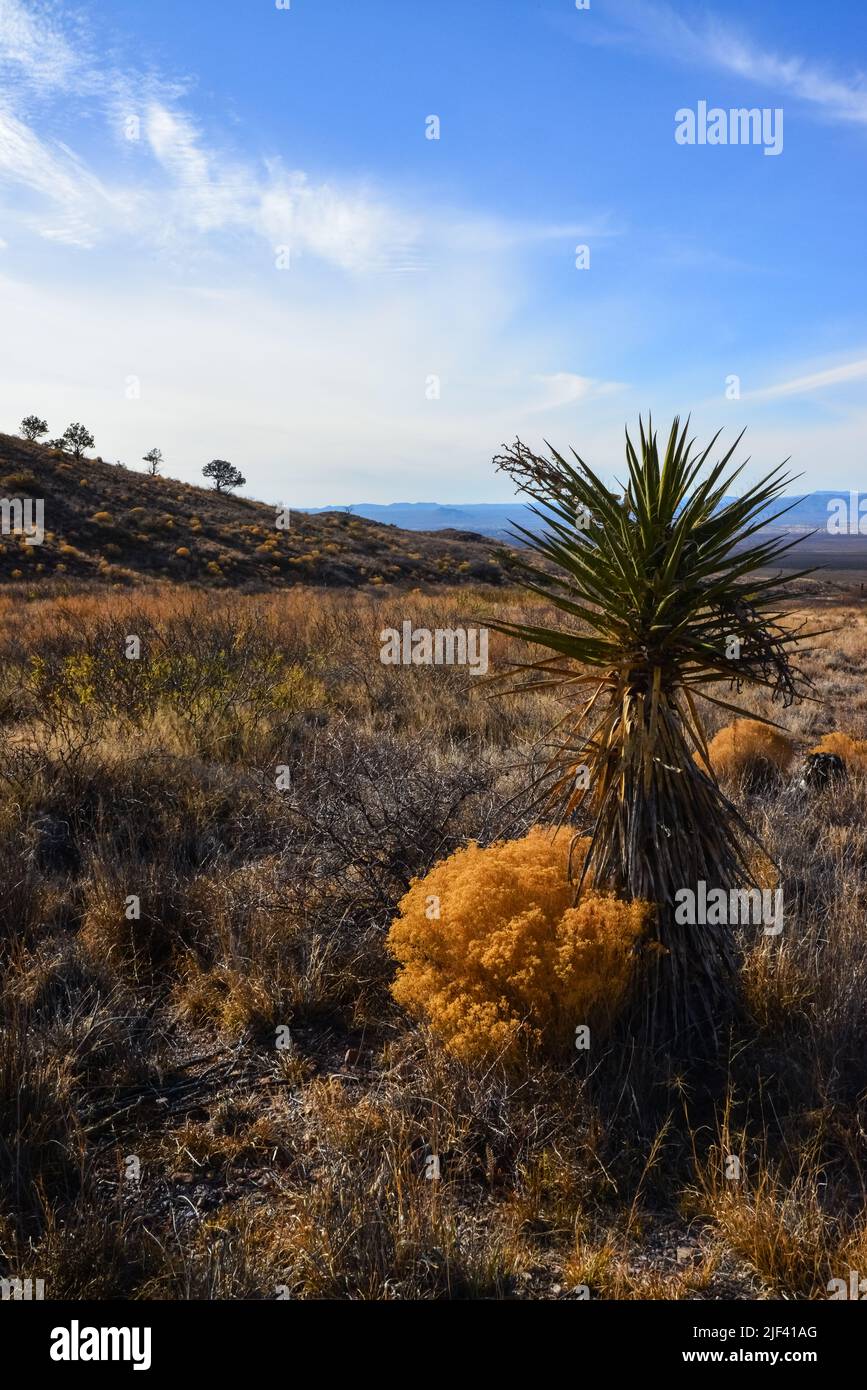 Mountain landscape with yucca, cacti and desert plants in 'Organ Mountains-Desert Peaks National Monument' in New Mexico, USA Stock Photo