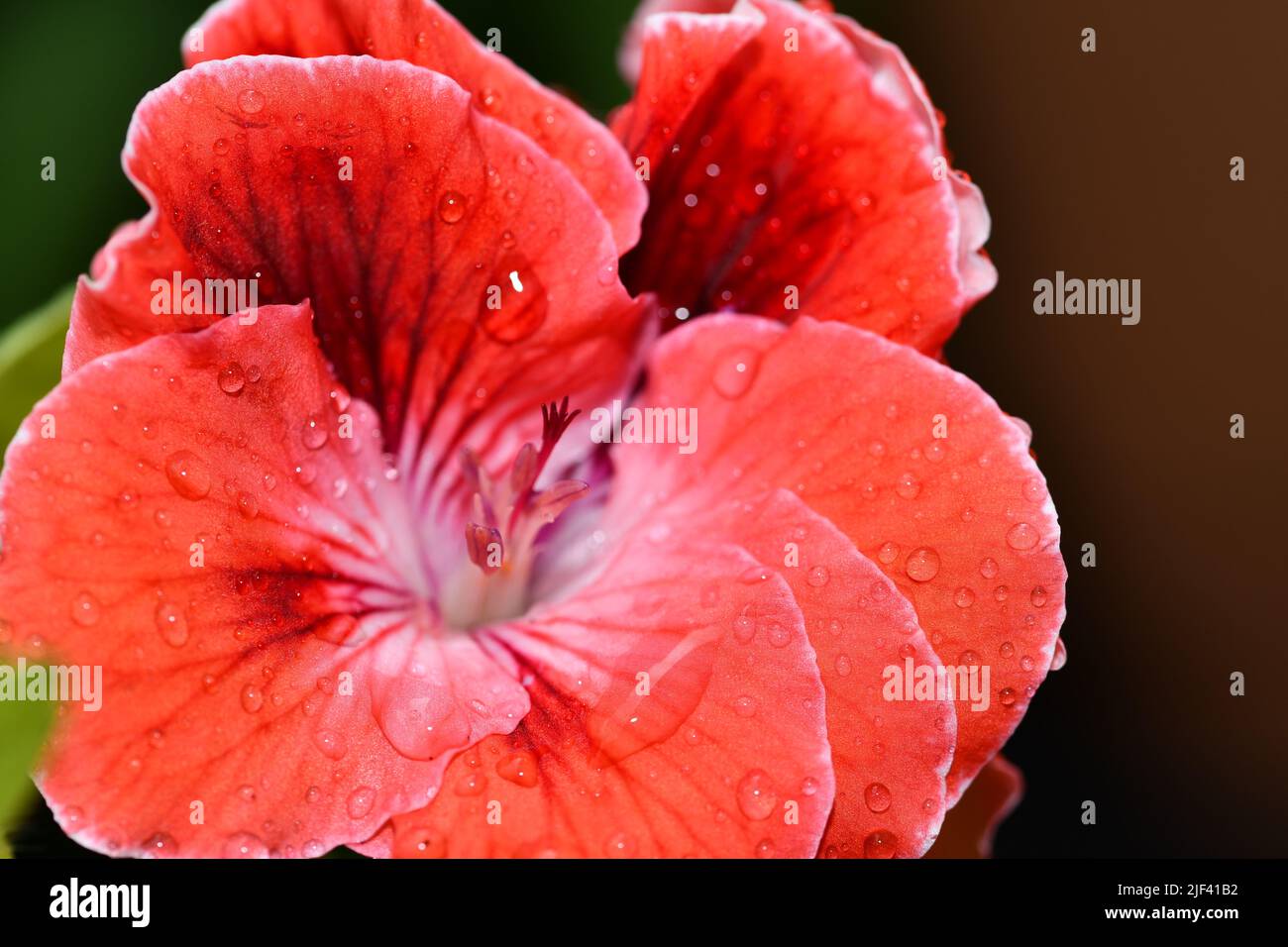 Water droplets on begonia leaves Stock Photo
