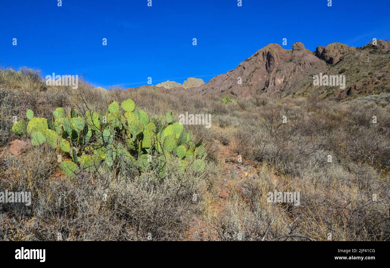 (Opuntia sp.) prickly pear and other desert plants in Organ Mountains-Desert Peaks NM, New Mexico USA Stock Photo