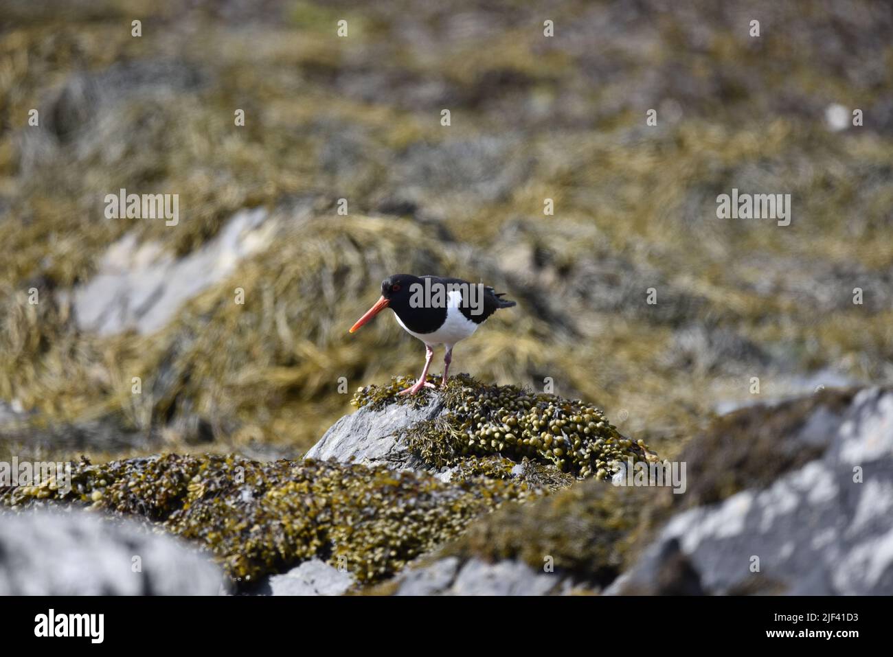 Middle Foreground, Left-Profile Image of a Eurasian Oystercatcher (Haematopus ostralegus) Looking Down From Rocks on the Isle of Man Coast, UK, June Stock Photo