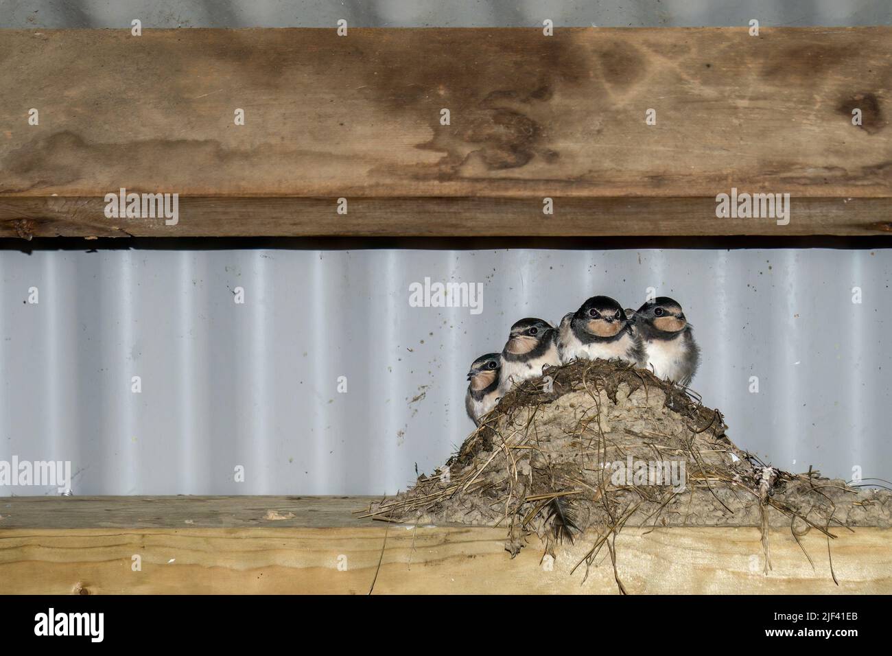 Swallow chicks in nest in barn. Hirundo rustica. Stock Photo