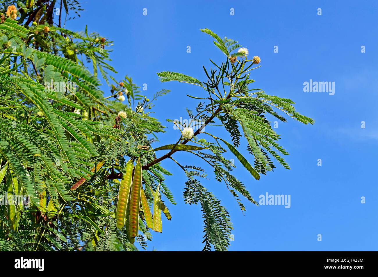 White leadtree or River tamarind flowers and seeds (Leucaena leucocephala) Stock Photo