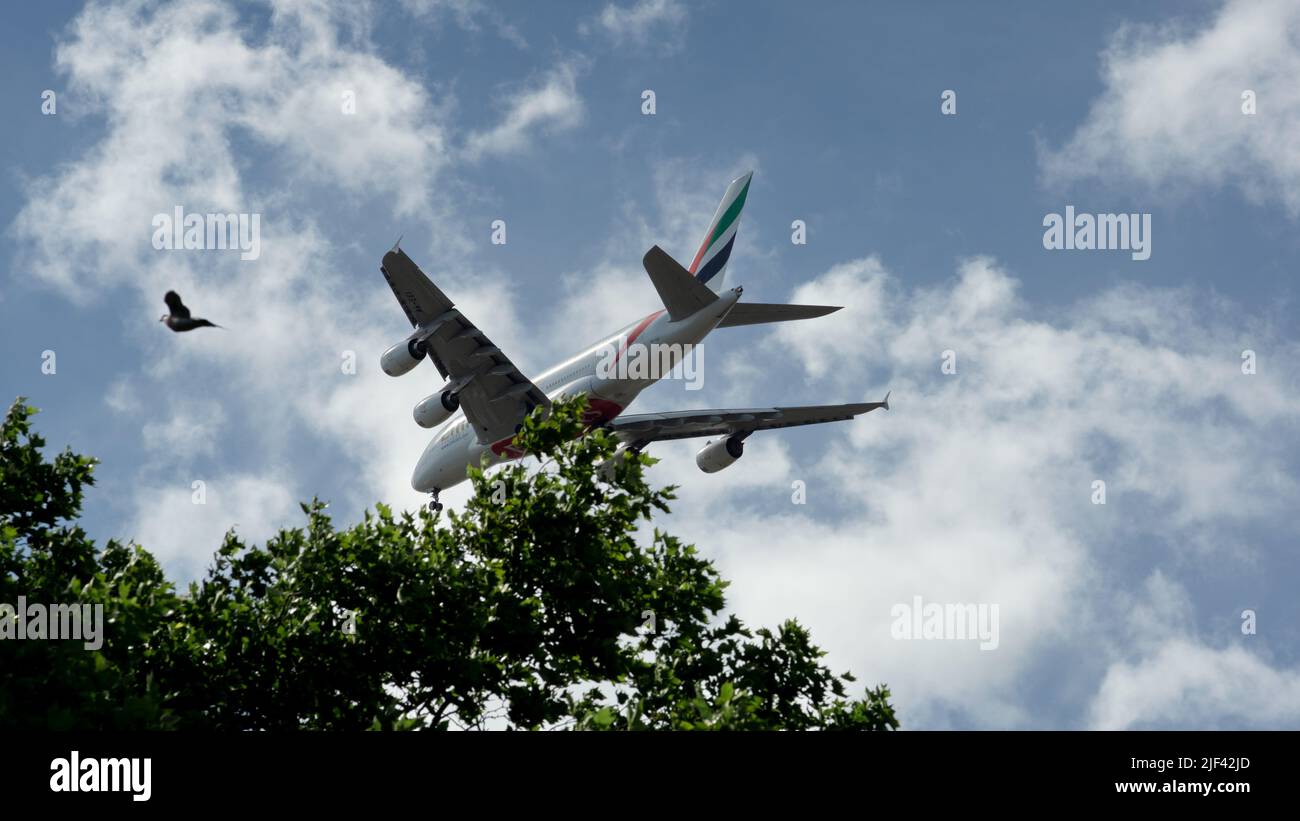An Emirates Airbus A380 landing at London Heathrow with a bird flying beside it Stock Photo