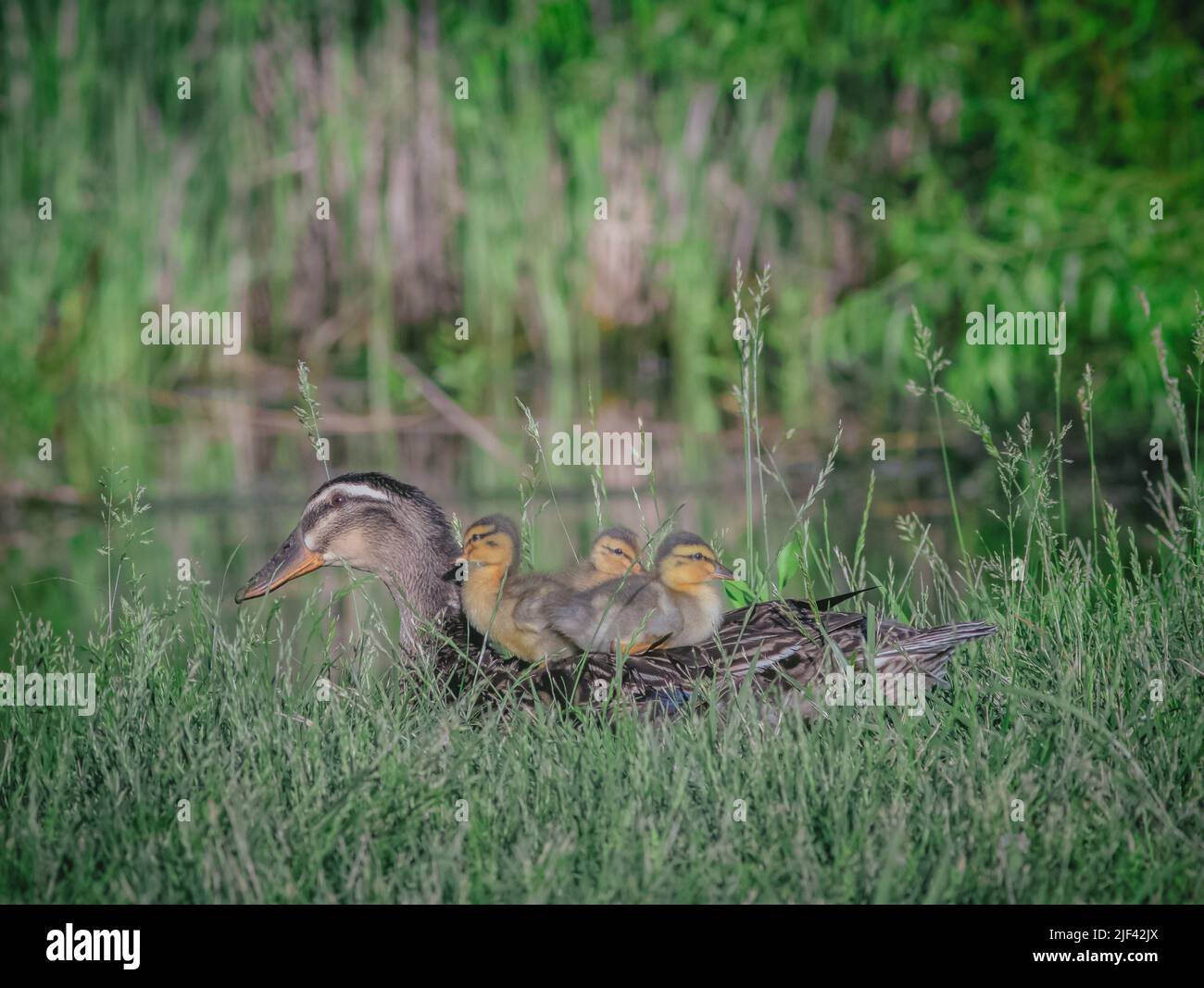 A group of wild ducklings on the back of their mother in a field Stock Photo Alamy