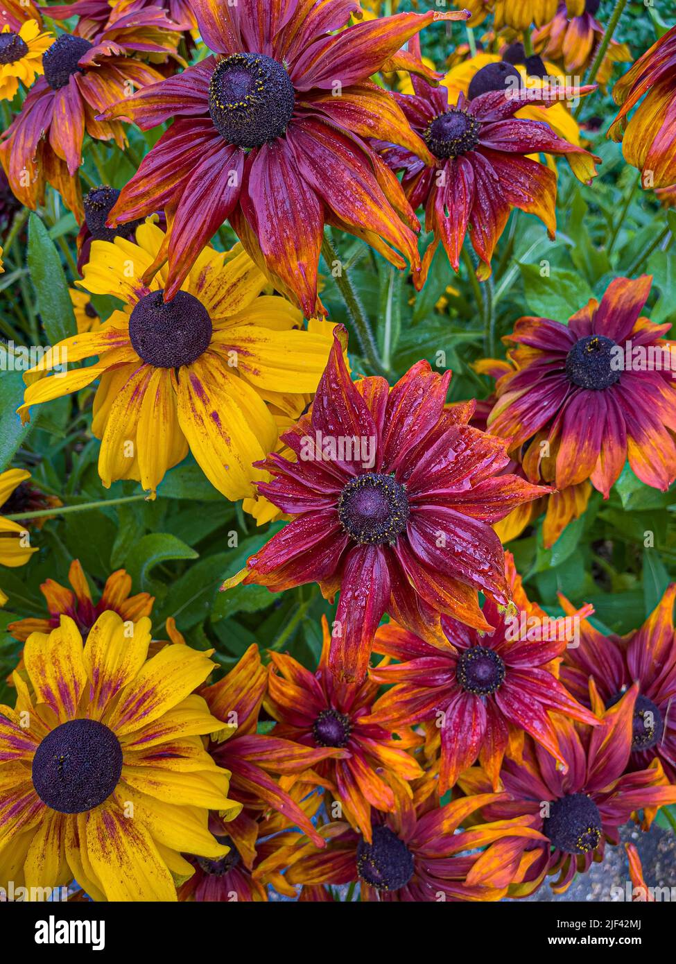 Fall Rudbeckia Bronze coloured flowers of Rudbeckia hirta autumn colours. Commonly ...