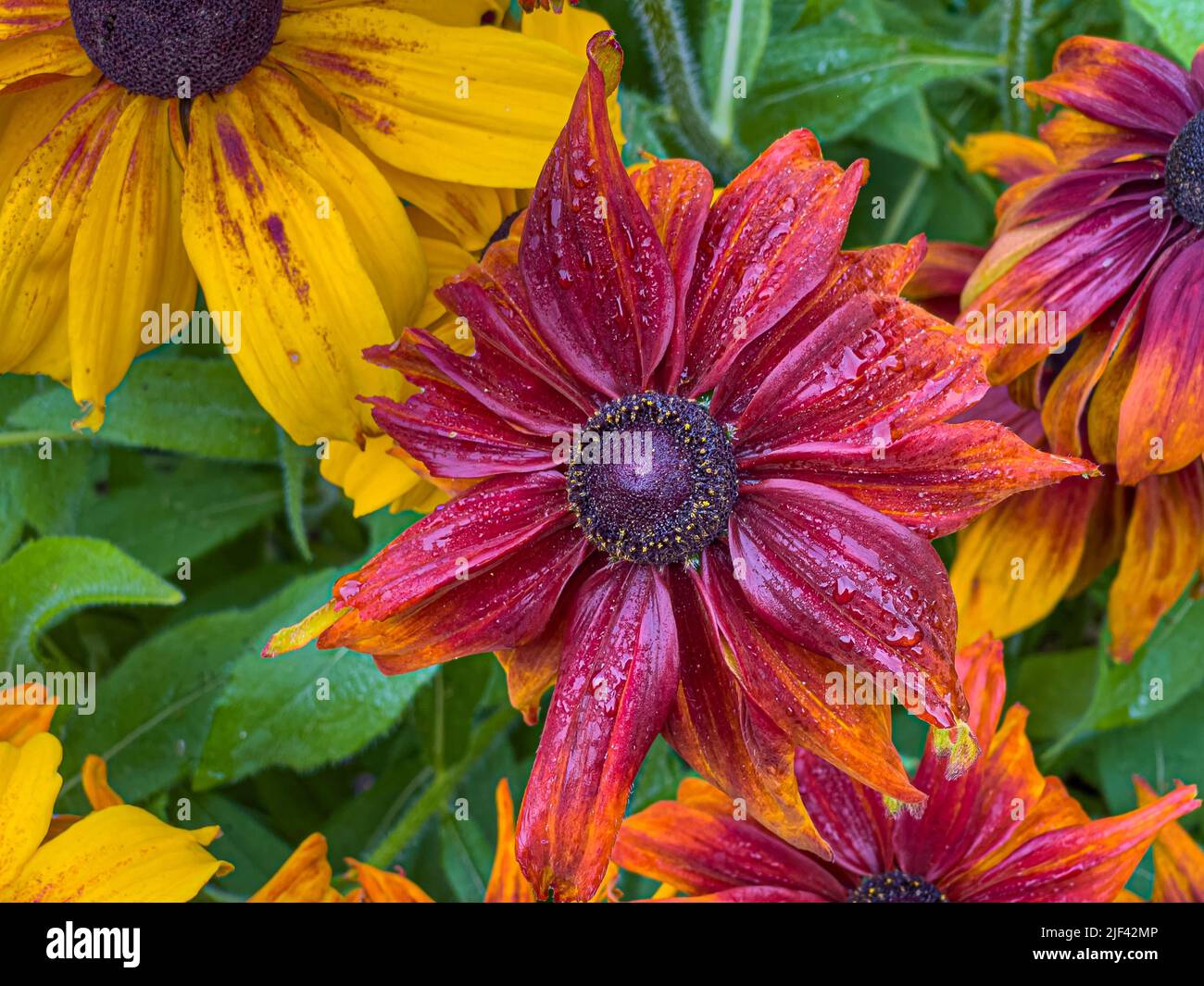 Fall Rudbeckia Bronze coloured flowers of Rudbeckia hirta autumn colours. Commonly ...