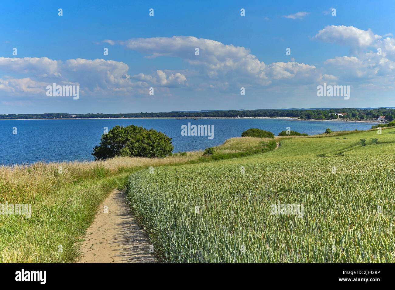 A small path meanders above the Baltic Sea in Boltenhagen. Past Grainfields and always there is a fantastic view of the sea. Stock Photo