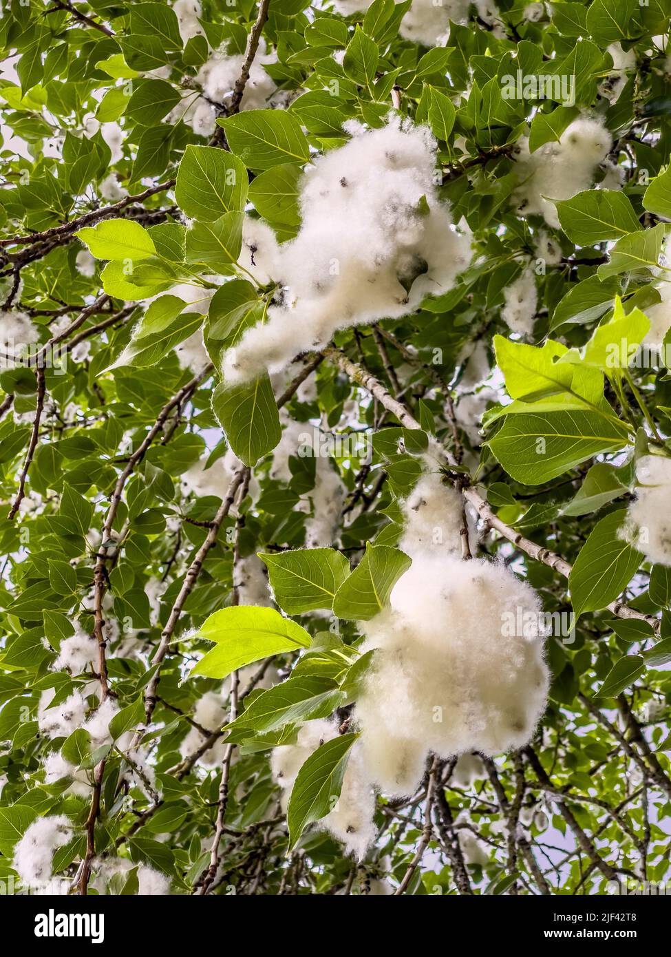 Closeup of fluffy seeds on a Poplar tree in early summer. UK Stock Photo
