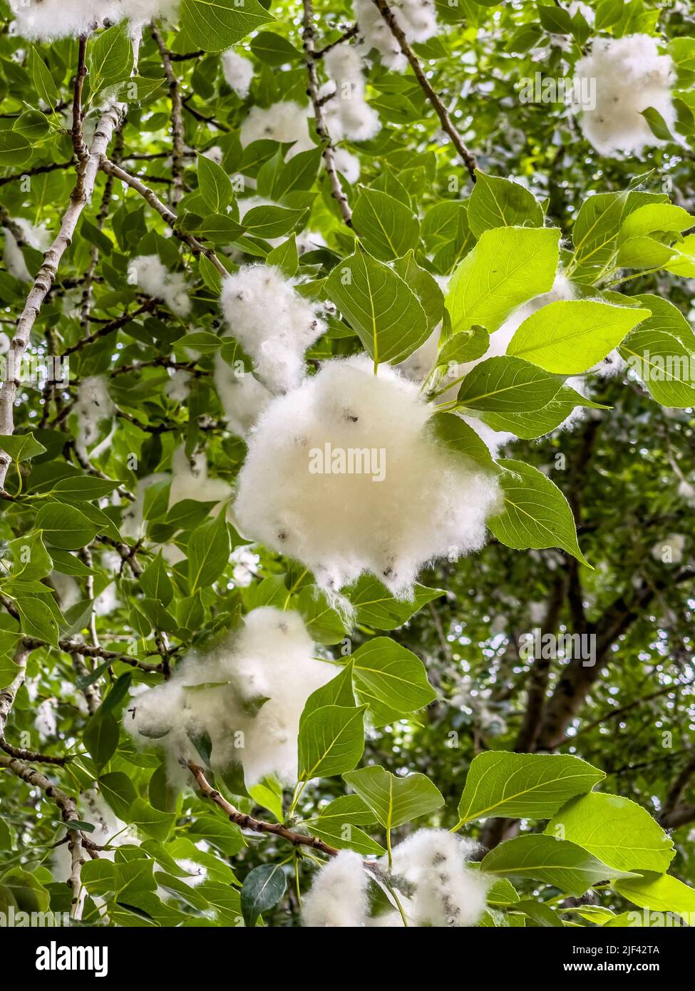 Closeup of fluffy seeds on a Poplar tree in early summer. UK Stock Photo