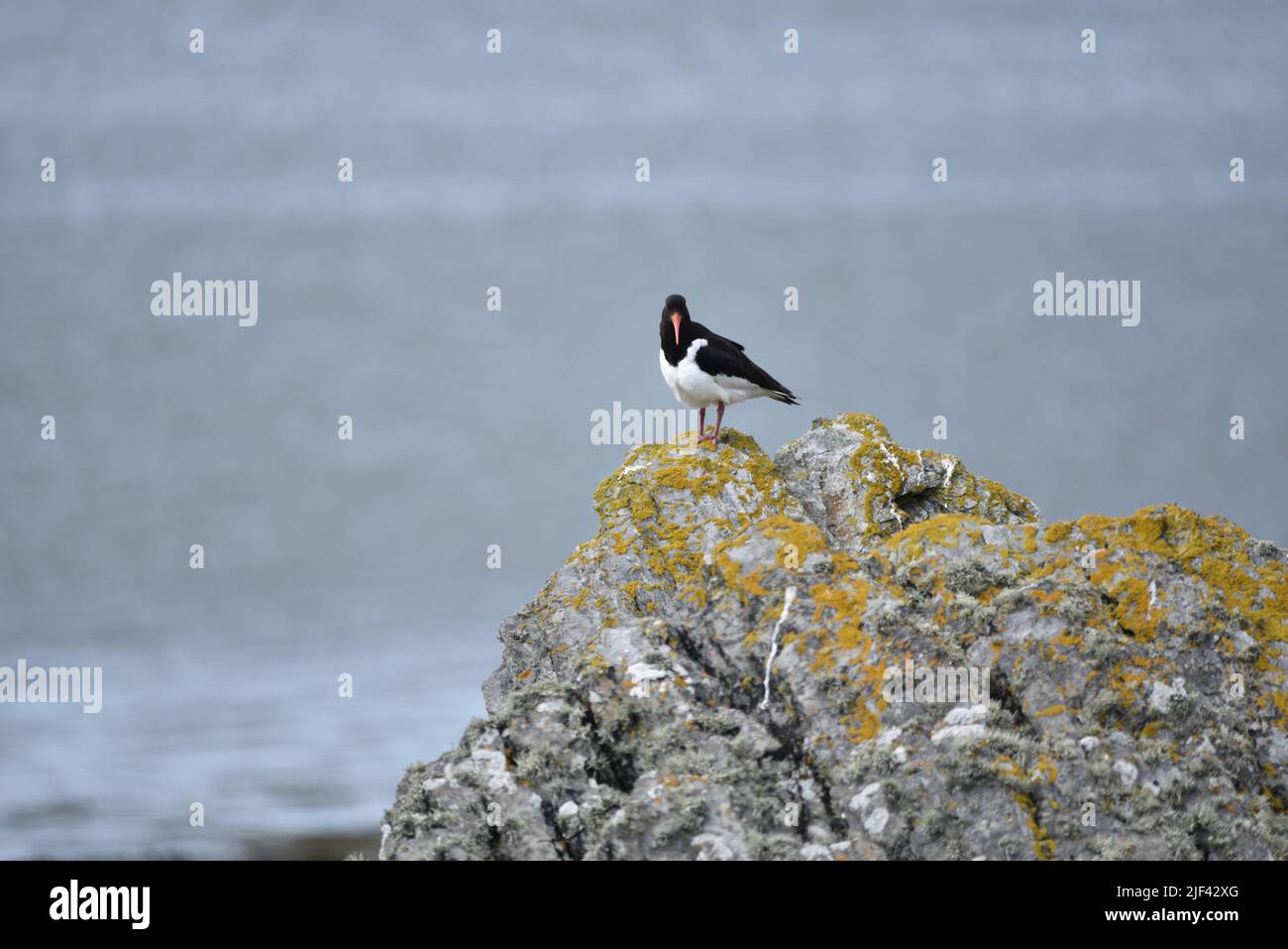 Eurasian Oystercatcher (Haematopus ostralegus) Standing On Top of a Lichen Covered Rock to Right of Image, Facing Camera with Blue Sea Background, UK Stock Photo