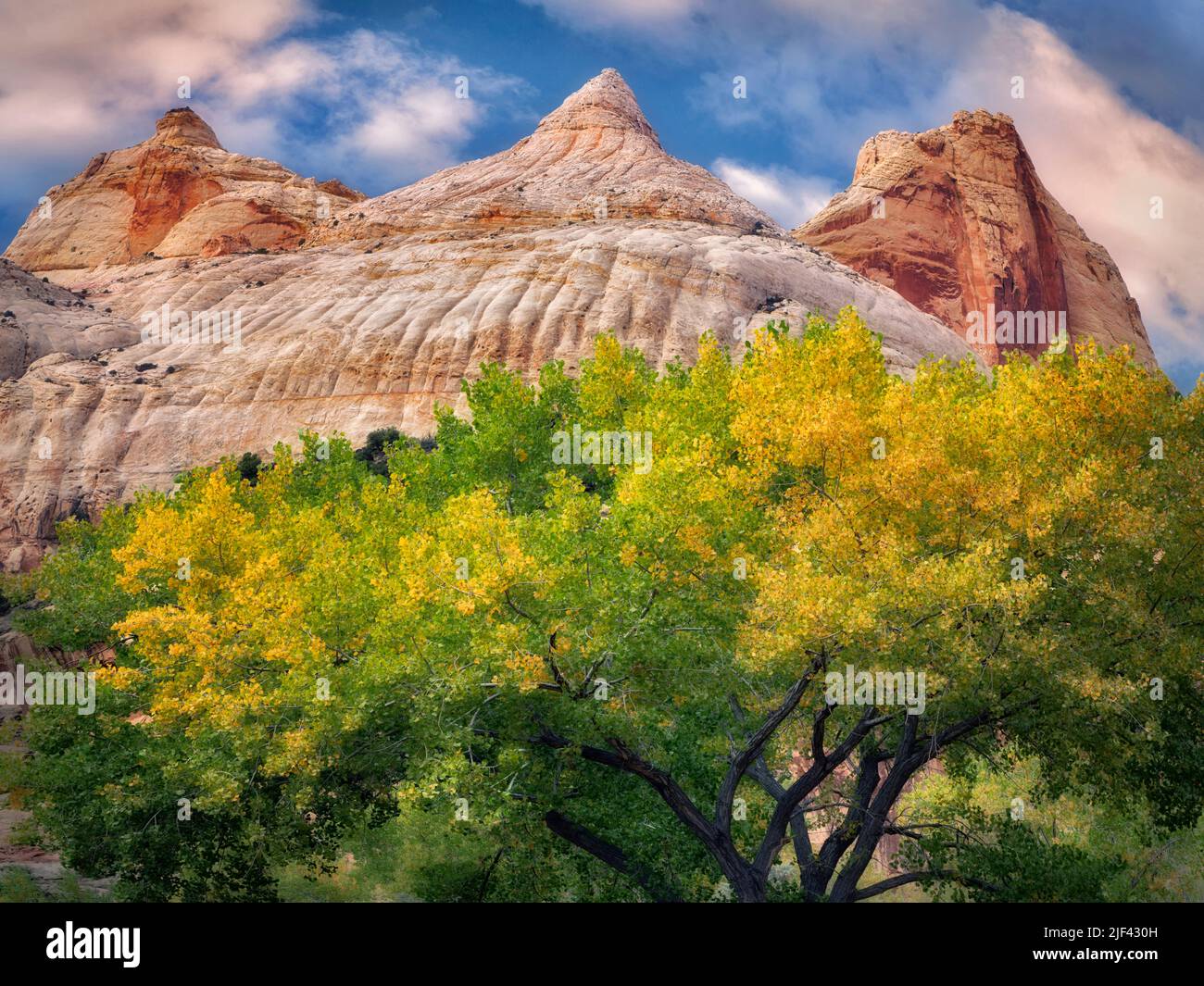 Cottonwood tree in fall color with Fluted Wall rock formation. Capitol Reef National Park, Utah Stock Photo