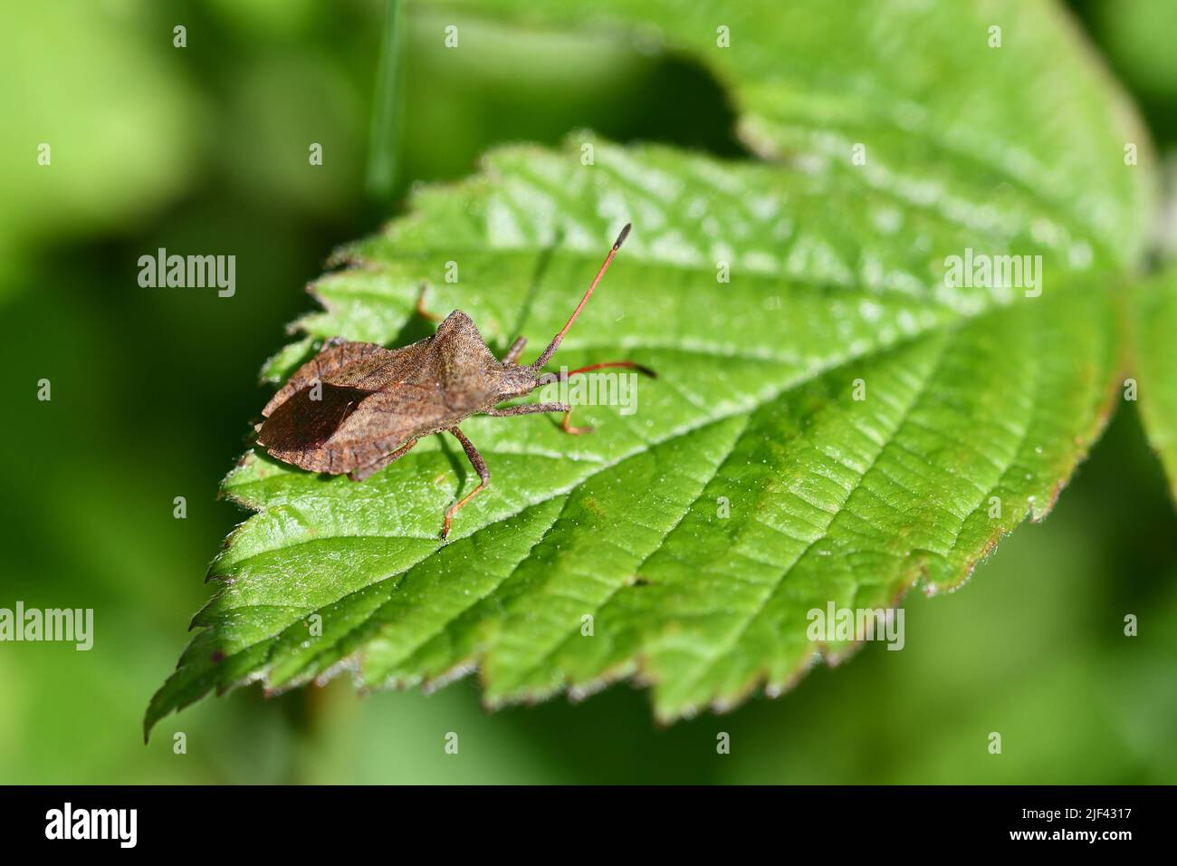 Hemiptera,True bugs, Stock Photo