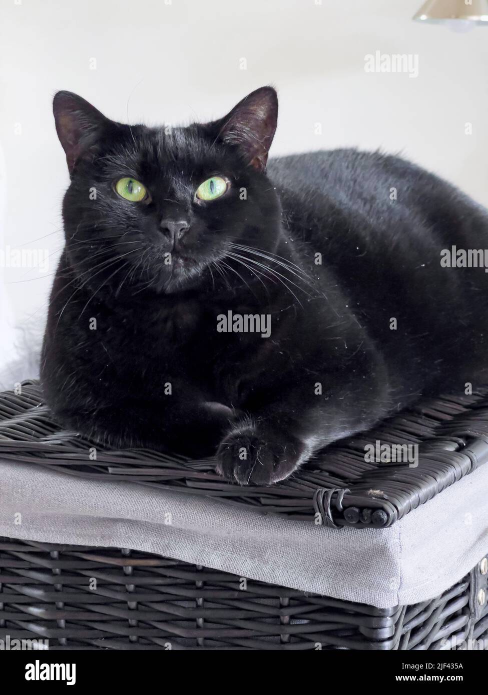 Short-haired black cat sitting on a black wicker picnic hamper. Stock Photo