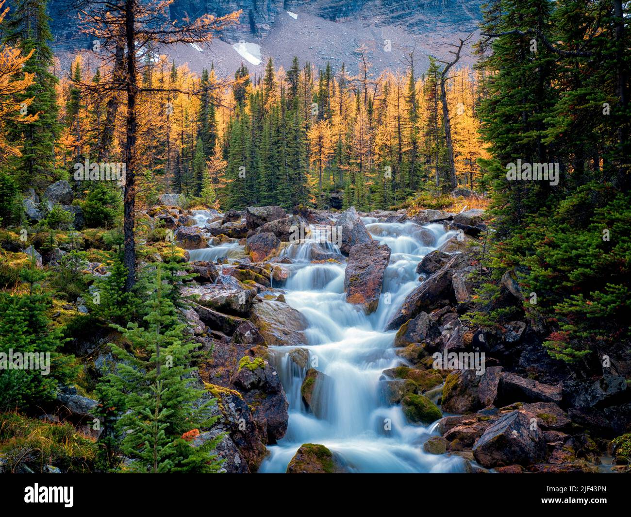 Stream flows from the Opabin Plateau past fall colored larch trees. Yoho National Park, Opabin Plateau, British Columbia, Canada Stock Photo