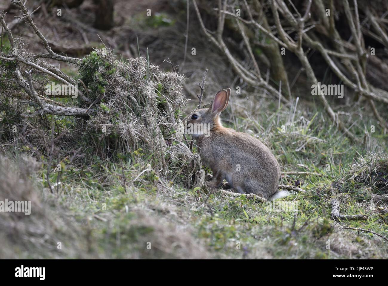 Middle Foreground Left-Profile Image of a Wild Rabbit Looking into  Hedge with Scrub Land Background on the Isle of Man Coast, UK in June Stock Photo