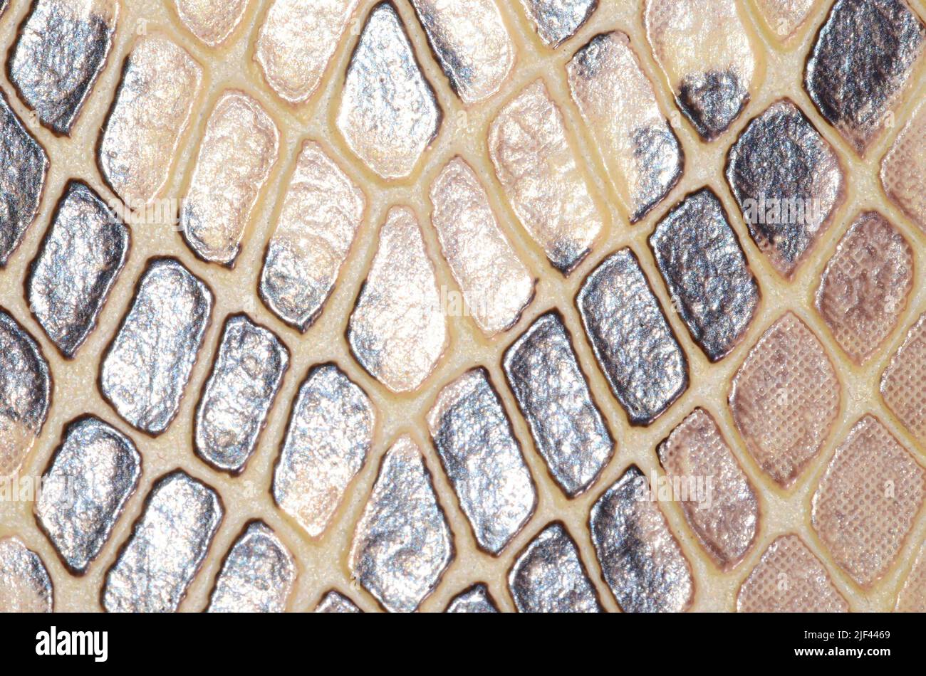 Artificial Reptil Snake Skin Seamless Pattern Texture Stock Photo