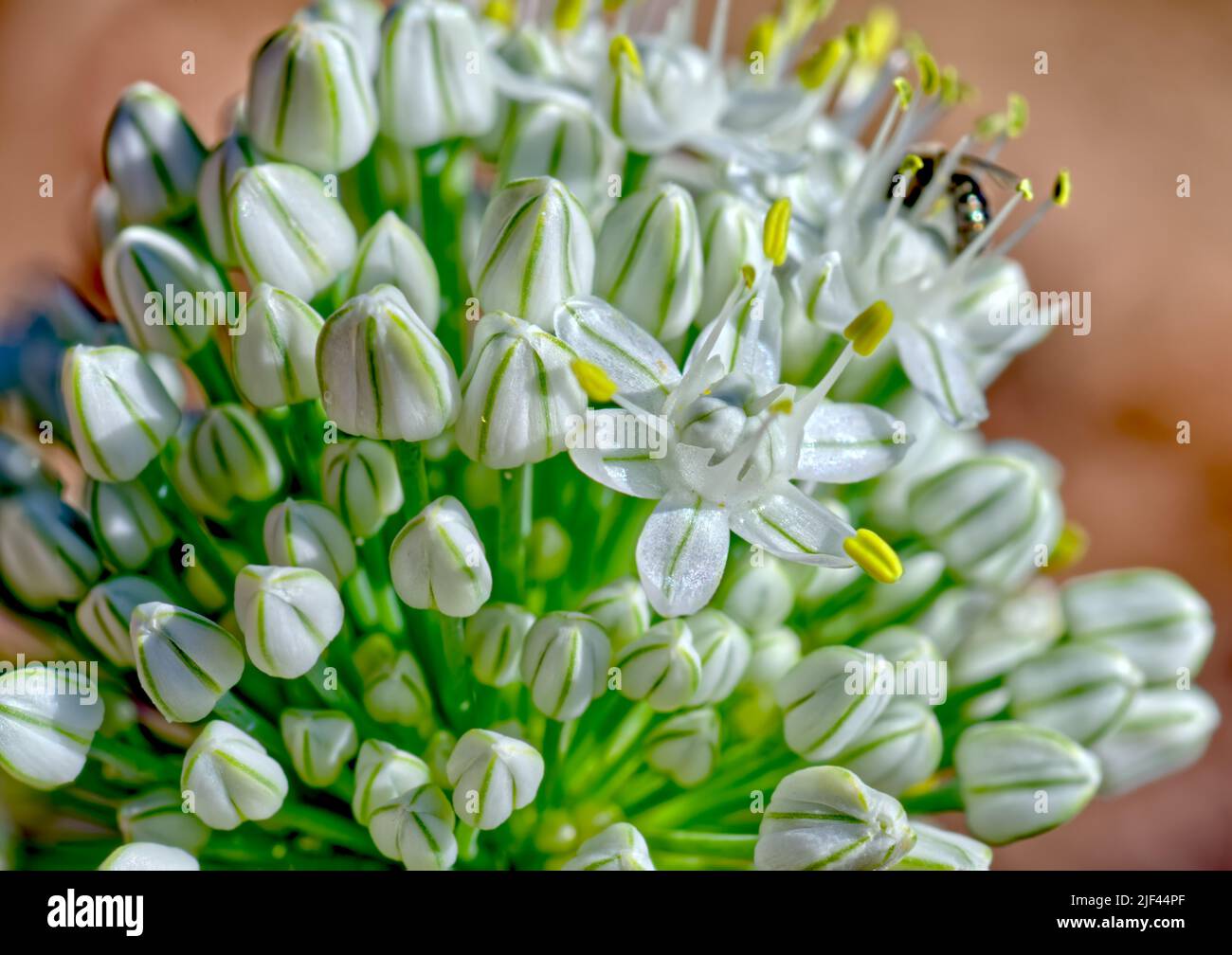 Flower cluster of the common Garden Onion. Botanical name, Allium Cepa. The flowers and green stems are edible. Stock Photo
