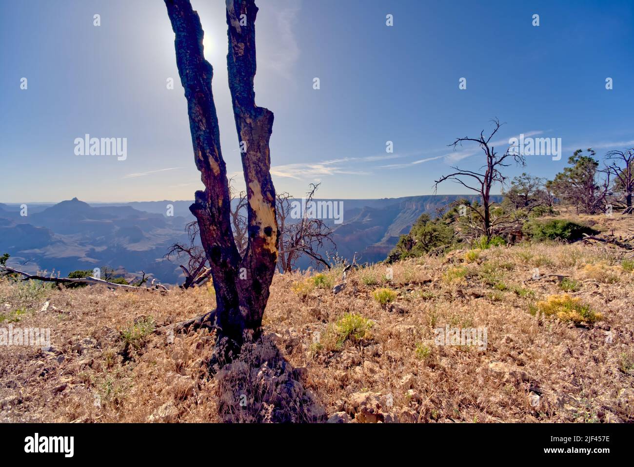 Severely charred tree in a forest east of Shoshone Point that was burned many years ago from a forest fire at Grand Canyon Arizona. Stock Photo