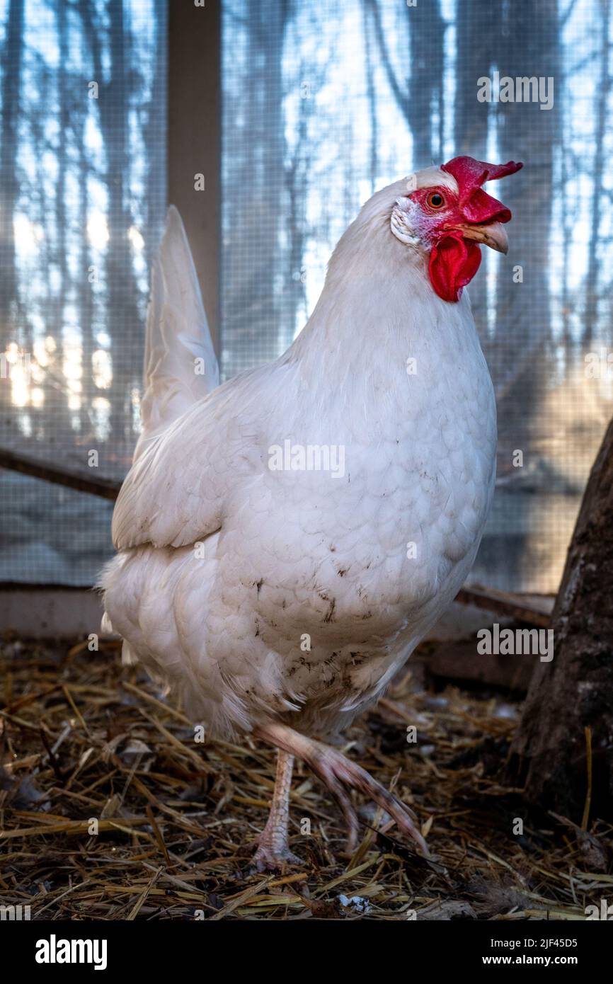 A closeup of a white Leghorn chicken walking in a coop with trees in