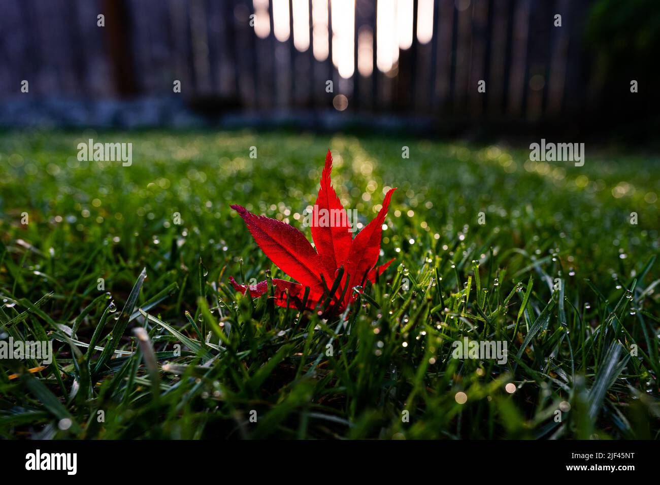An autumn red leaf on the grass Stock Photo