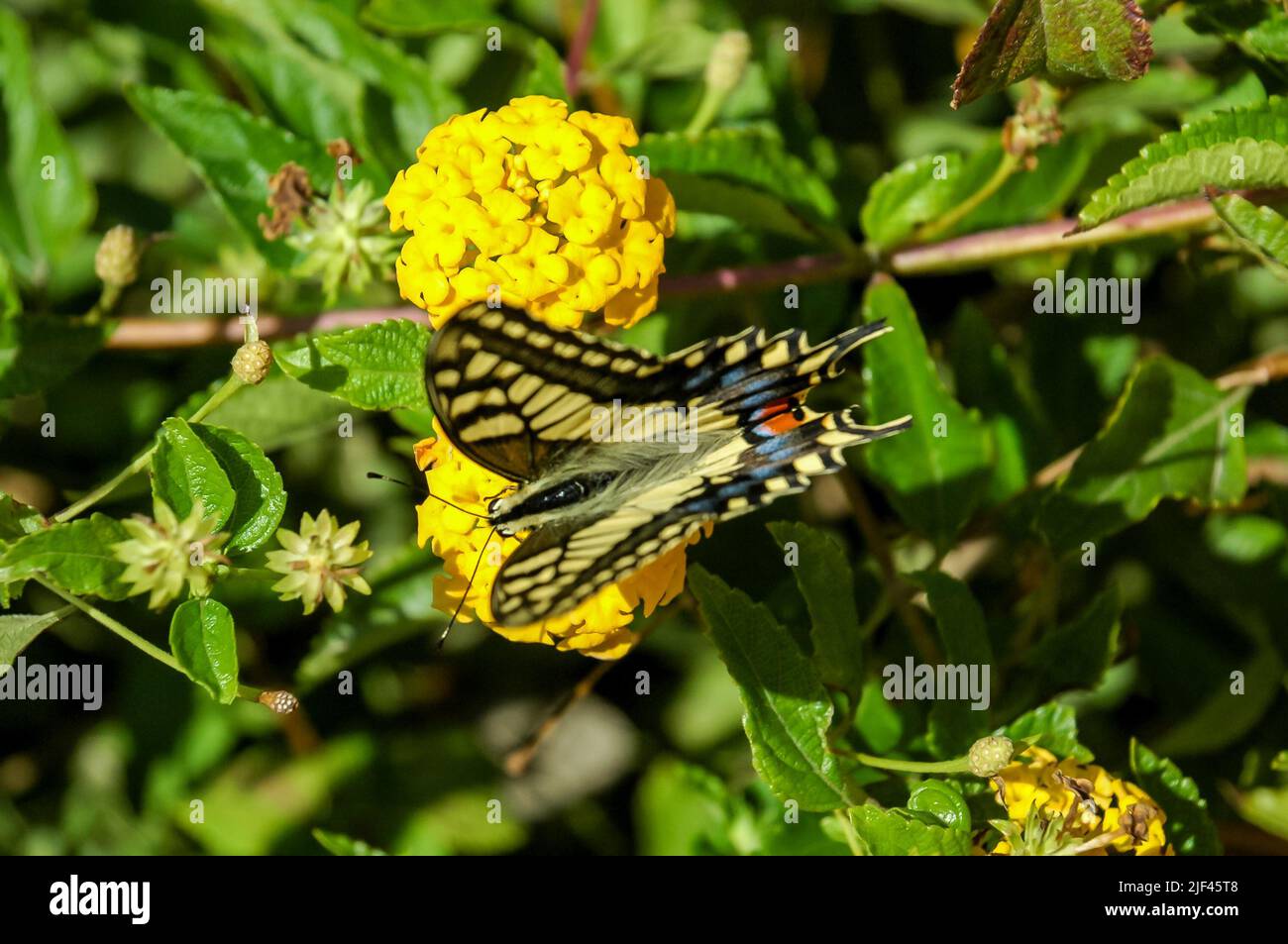 Monarch Butterfly Danaus plexippus on Yellow Garden Flowers During ...