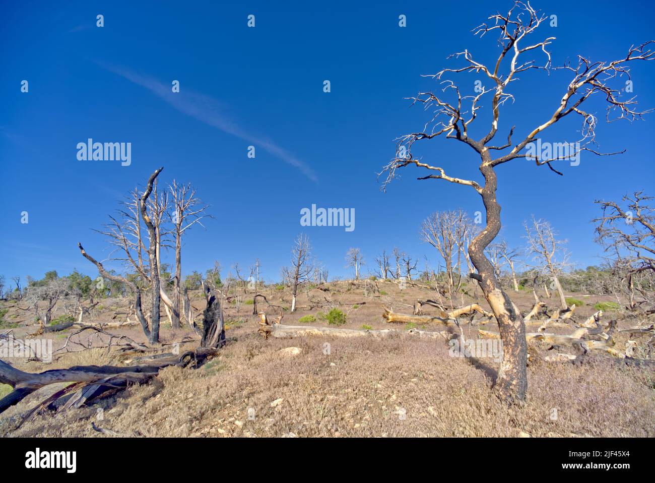 Dead trees in a forest east of Shoshone Point that was burned many years ago from a forest fire at Grand Canyon Arizona. Stock Photo