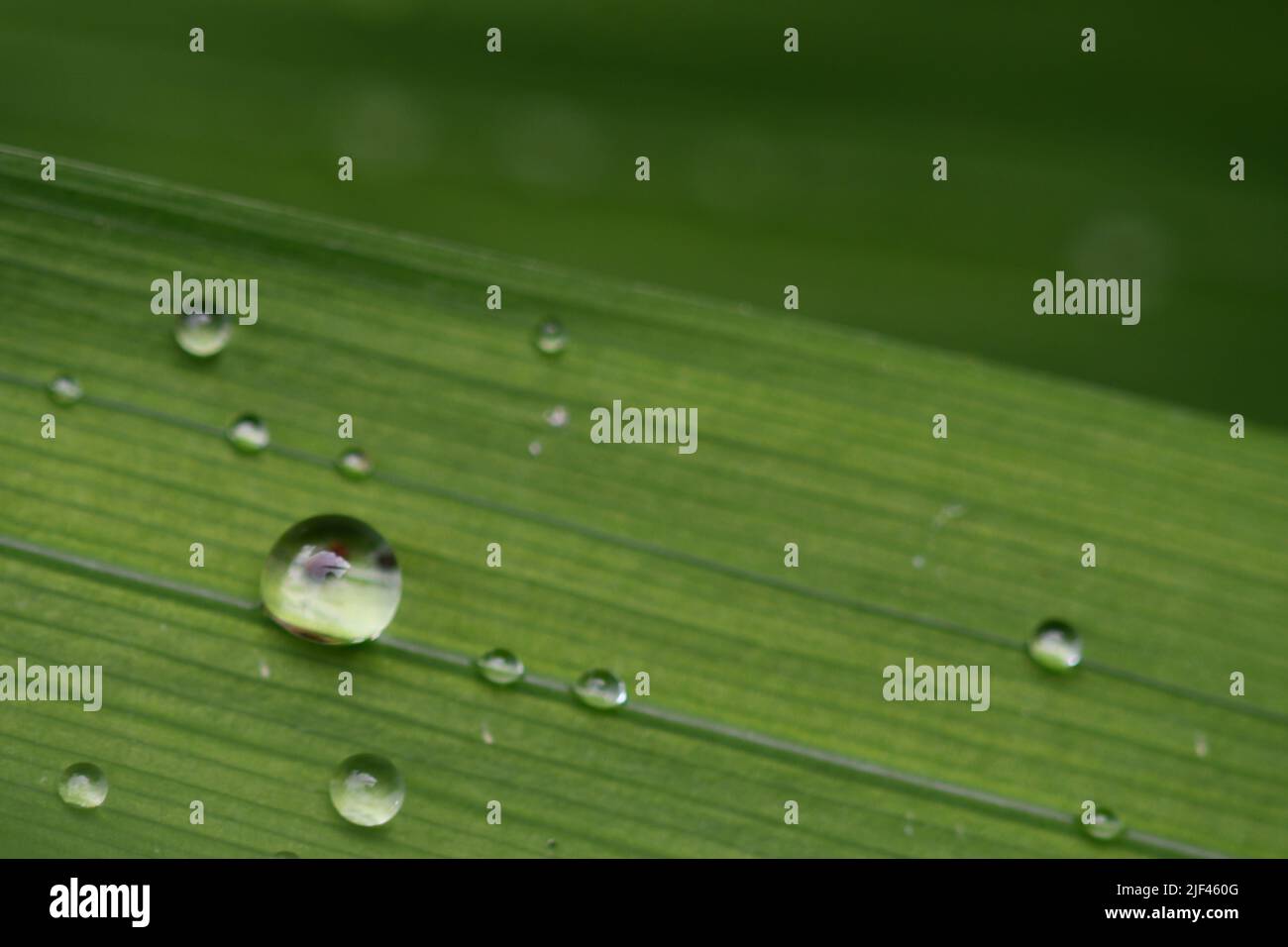 Water droplets on grass Stock Photo