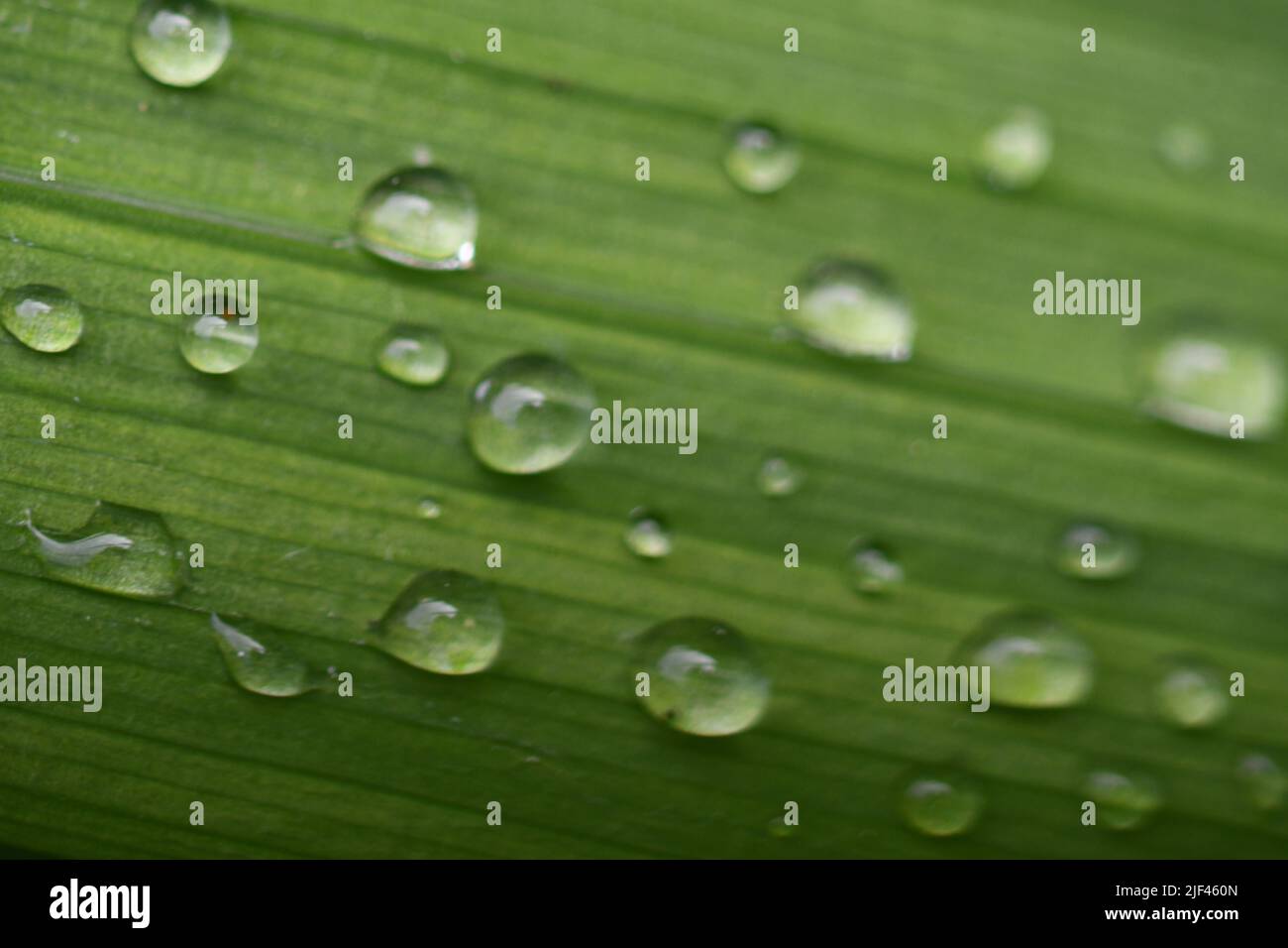 Water droplets on grass Stock Photo Alamy
