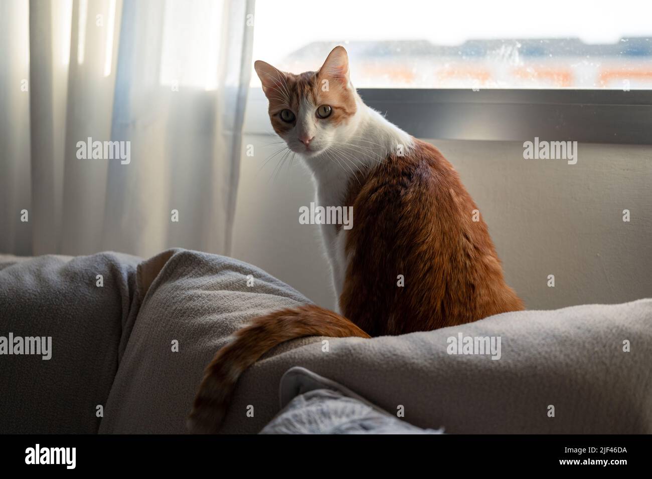 brown and white cat with yellow eyes sitting on a sofa by the window ...