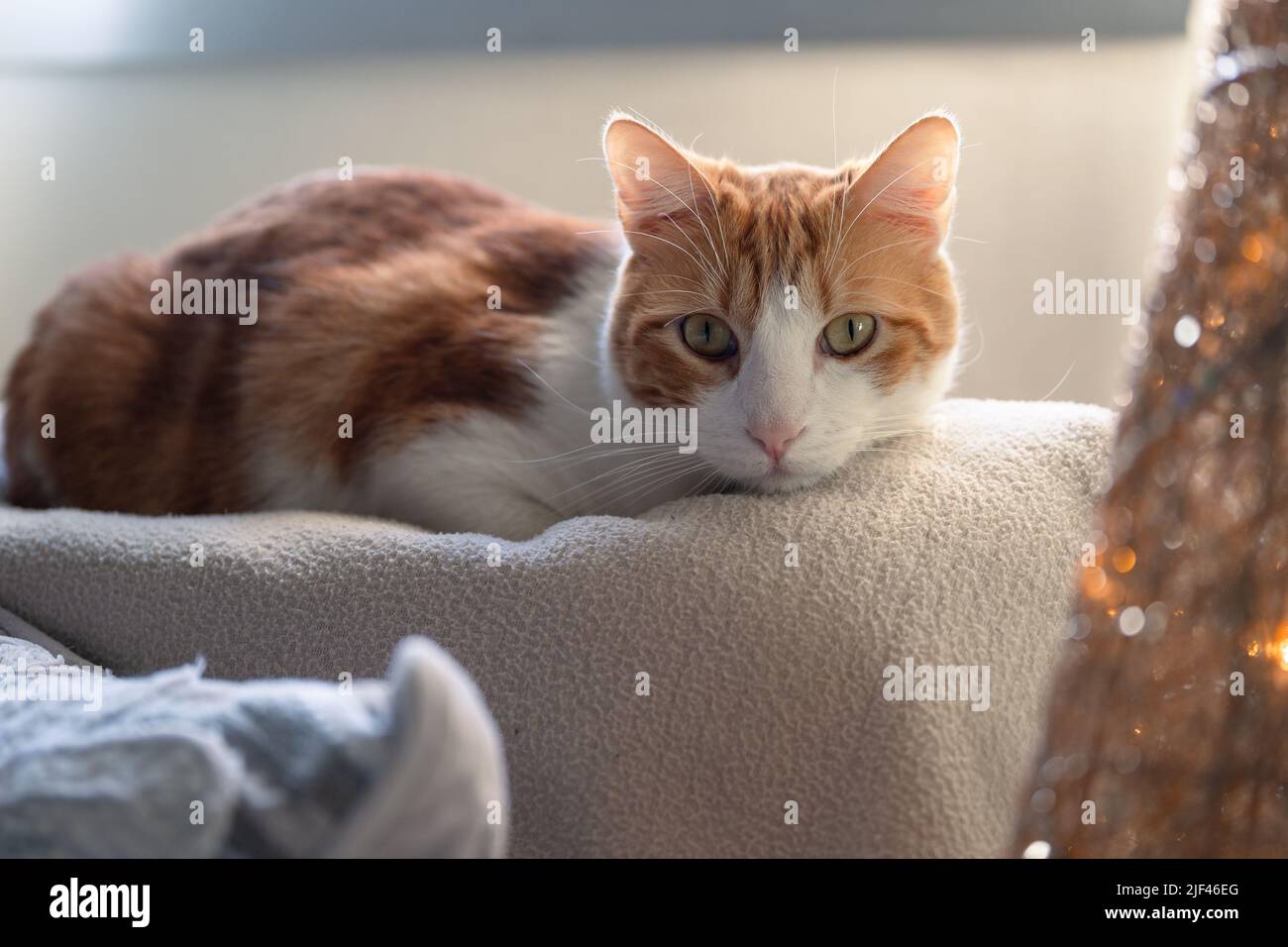 brown and white cat with yellow eyes lying on a sofa, looks at the ...