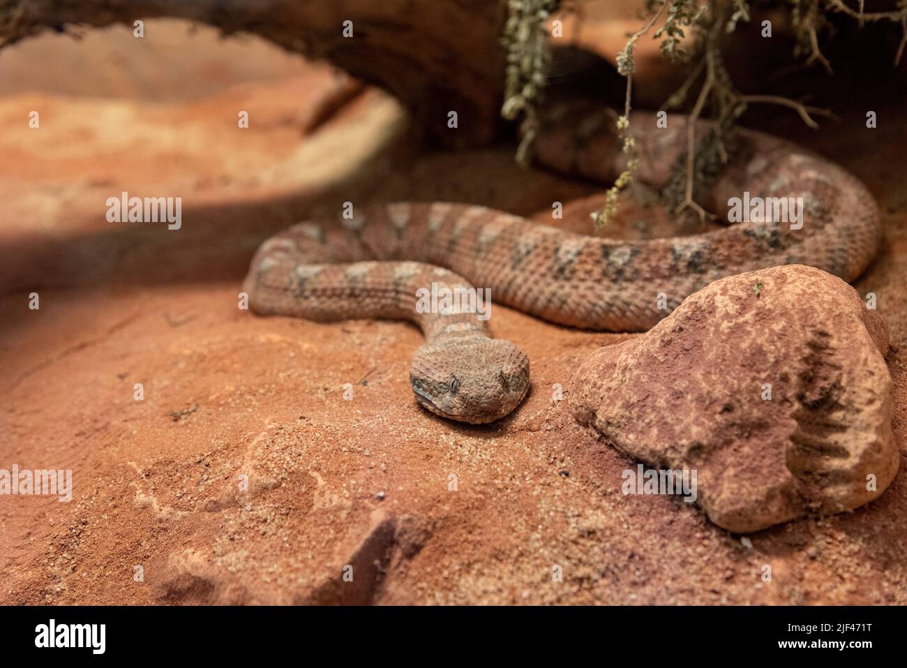 Portrait of a snake in nature in Palestine. Palestinian viper Stock Photo