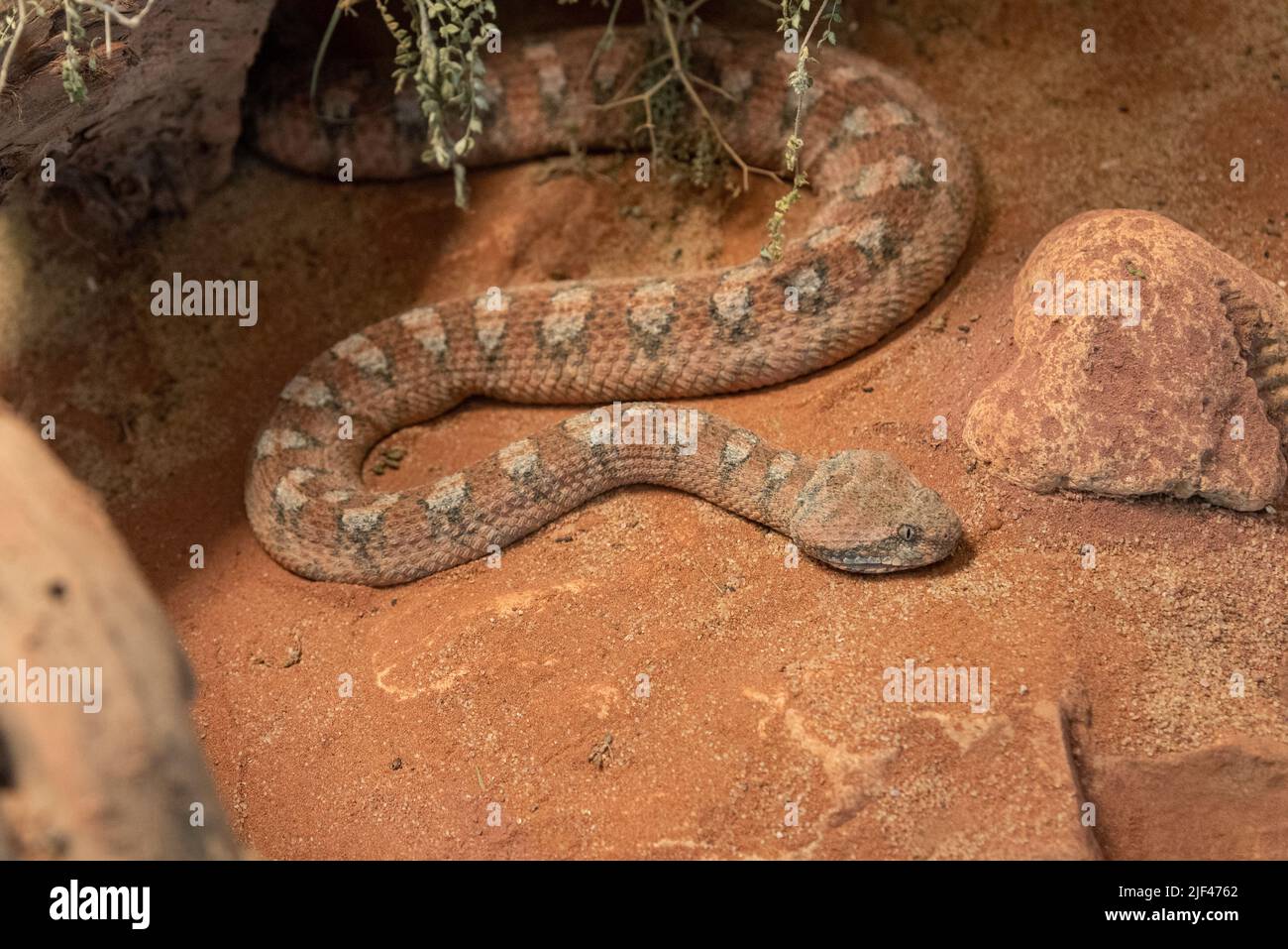 Portrait of a snake in nature in Palestine. Palestinian viper Stock Photo