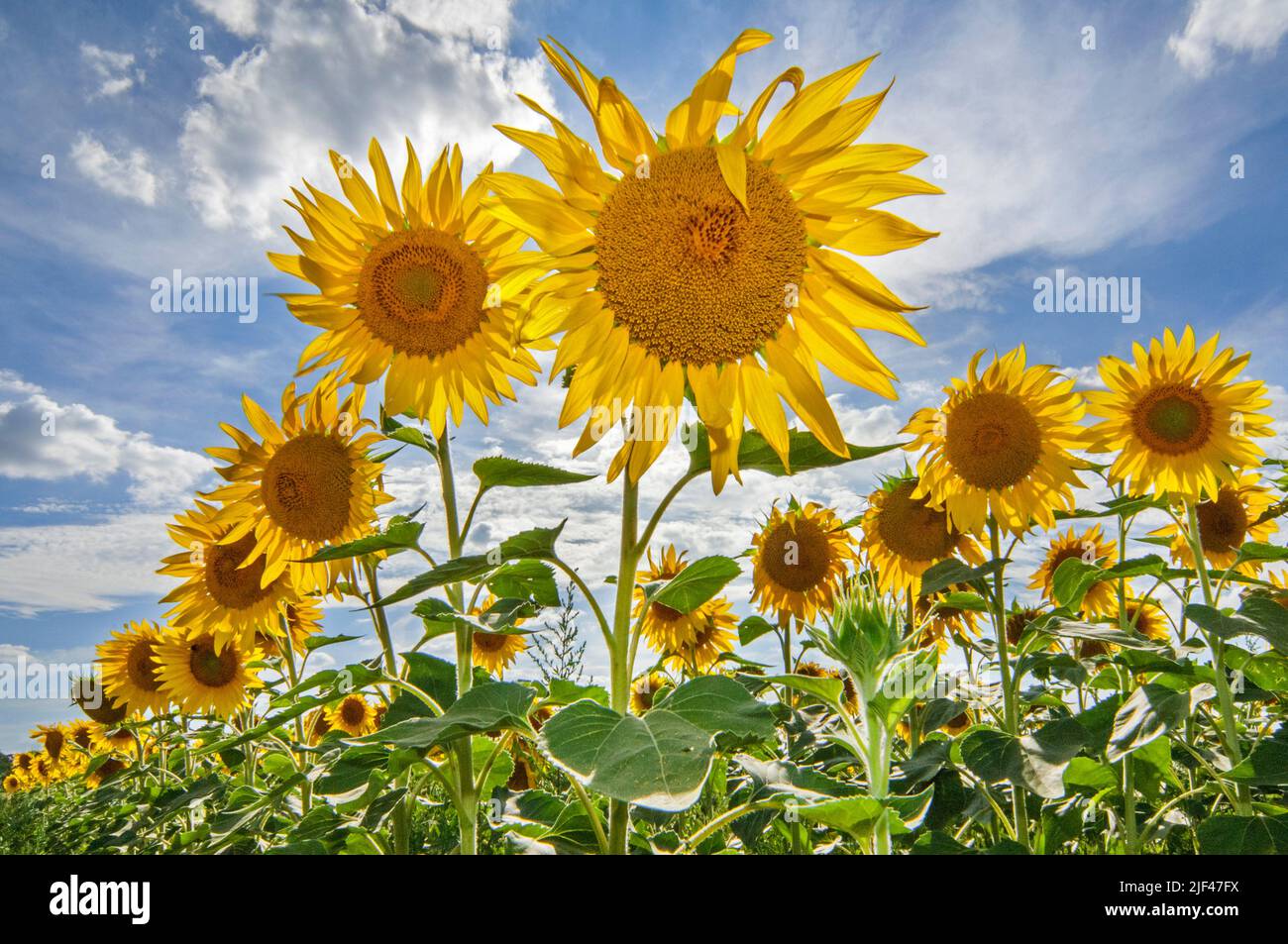 Field with flowering common sunflowers (Helianthus annuus) showing yellow flowerheads / flower heads on a cloudy sky in summer Stock Photo