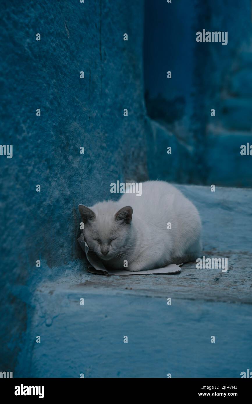 Eine weiße Katze liegt in der blauen Stadt Chefchauen in Morocco Stock Photo