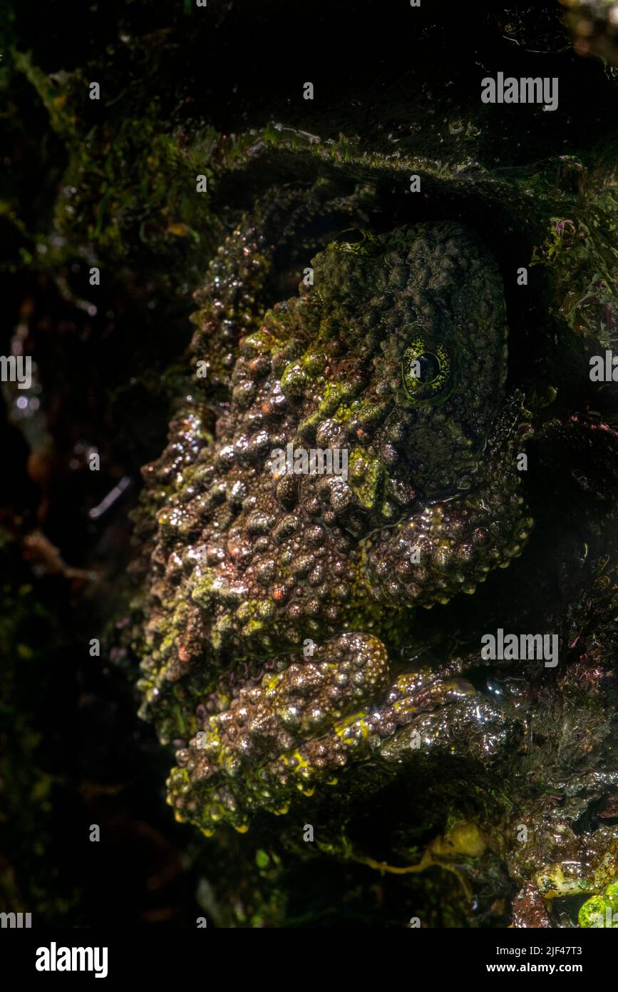 Mossy frog / Vietnamese mossy frog / Tonkin bug-eyed frog (Theloderma corticale) climbing rock at night, native to Vietnam and China Stock Photo