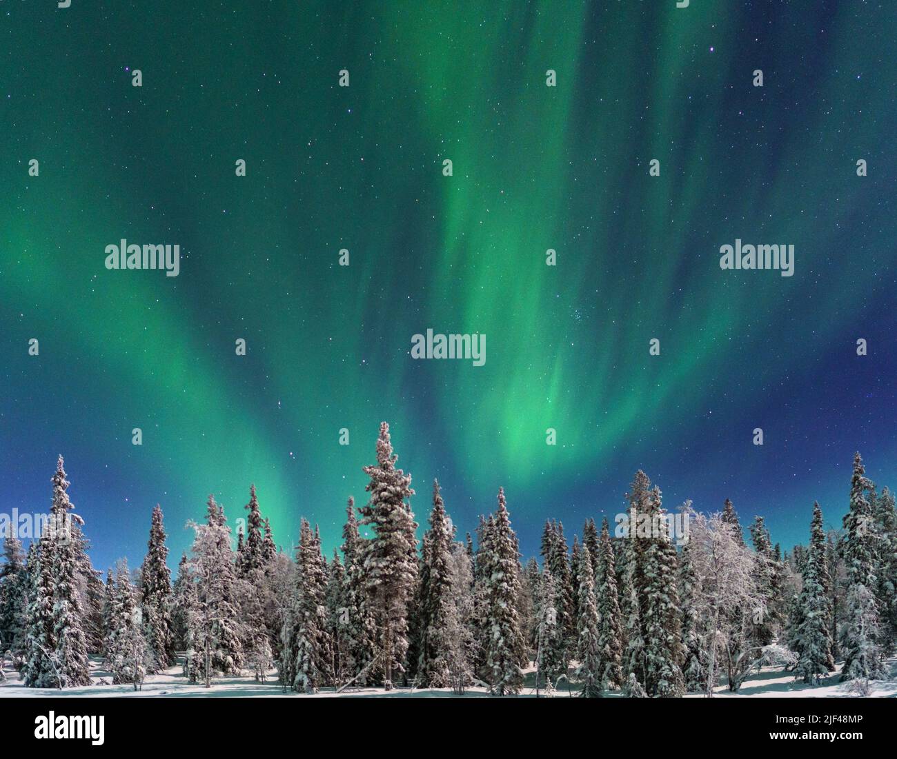 Northern light, aurora borealis in winter with snow, colorful with