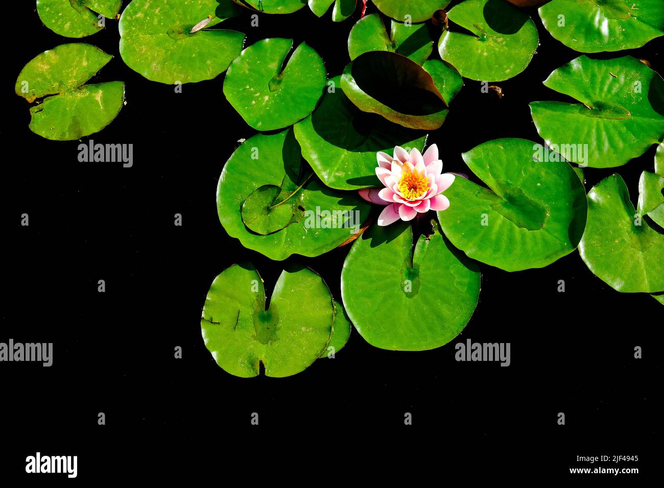 Lush green lily pad plants growing in dark water with blossom growth