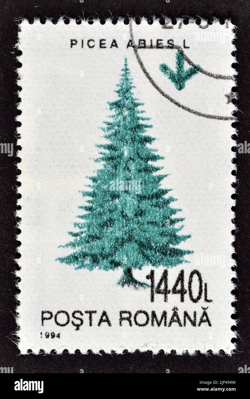 Cancelled postage stamp printed by Romania, that shows Common Spruce (Picea abies), circa 1994. Stock Photo