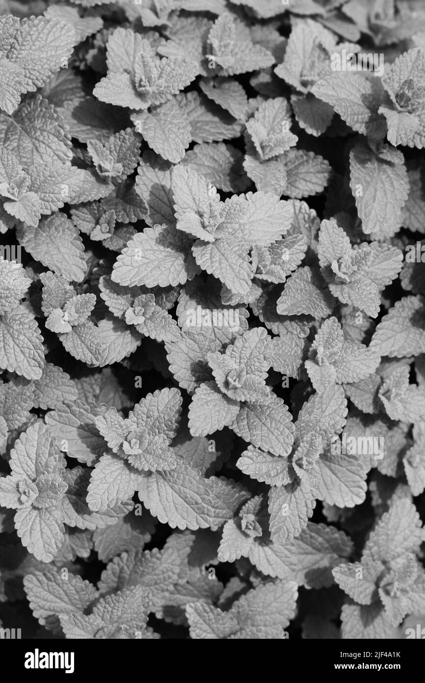 Beautiful mint plants growing in the sunny summer kitchen garden. Stock Photo