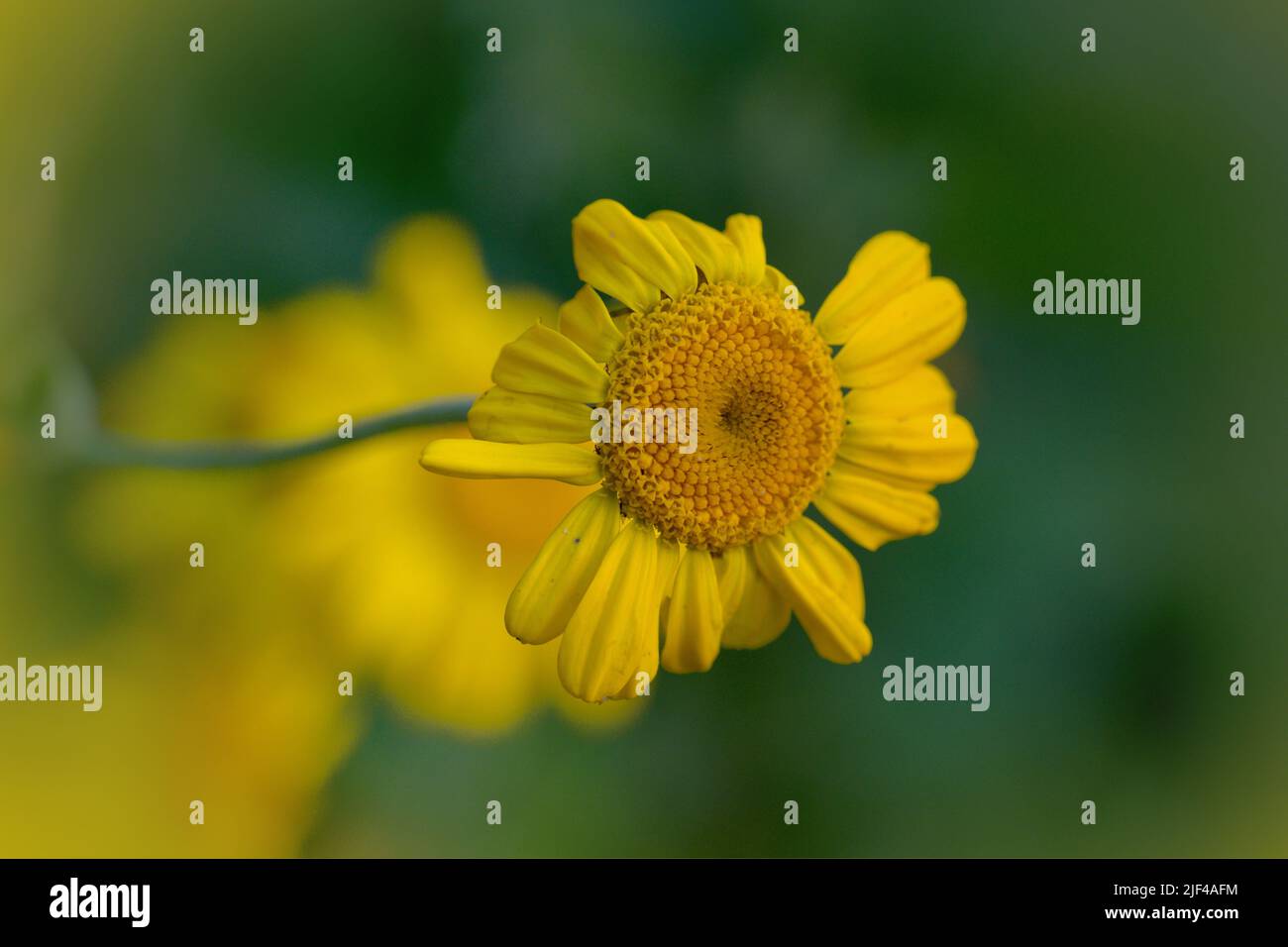 Flower macro photography in summer, yellow blossom, summer time, details of a flower, garden flower Stock Photo