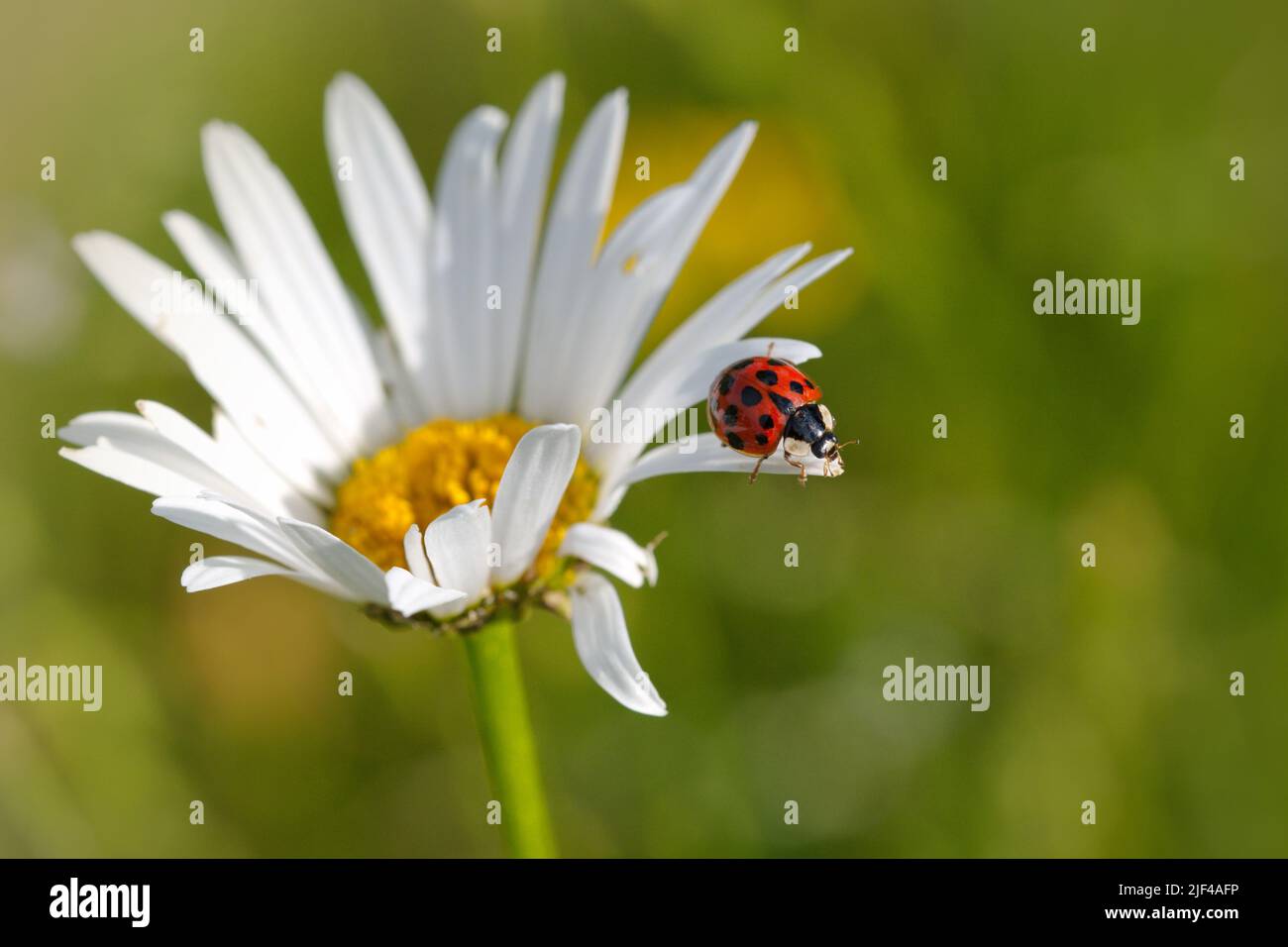 Macro photography of a bug on a white flower in summer, garden flower, wildlife, dots Stock Photo