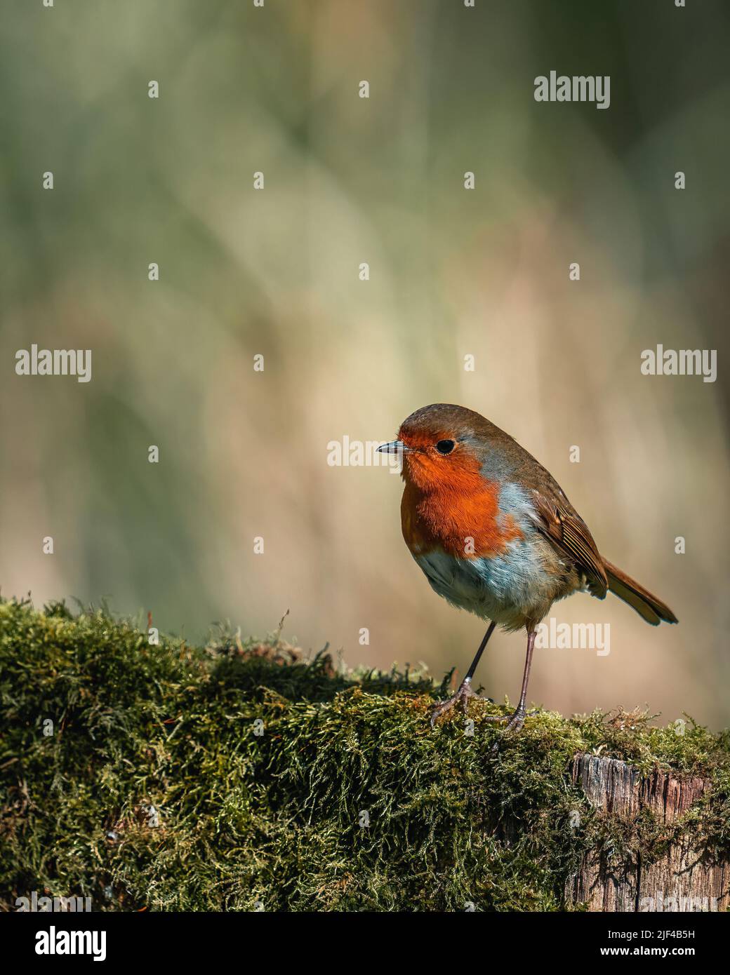 Little red robin hi-res stock photography and images - Alamy