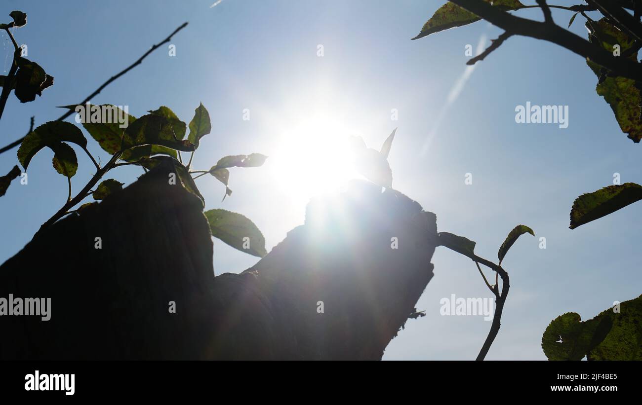 Sonnenreflektion und bunte Blätter (Linsenreflektion) Stock Photo