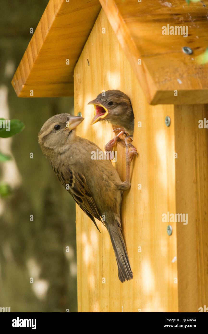 House Sparrow fledgling in nest box hole begging to be fed by its mother perched outside the box, Passer domesticus, nest box, Sussex, UK, June Stock Photo