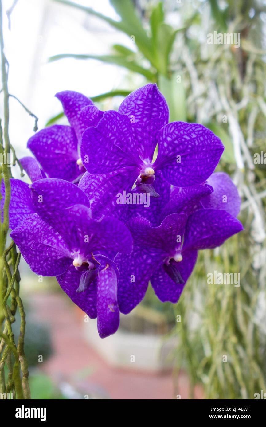 Purple vanda orchid in bloom Stock Photo